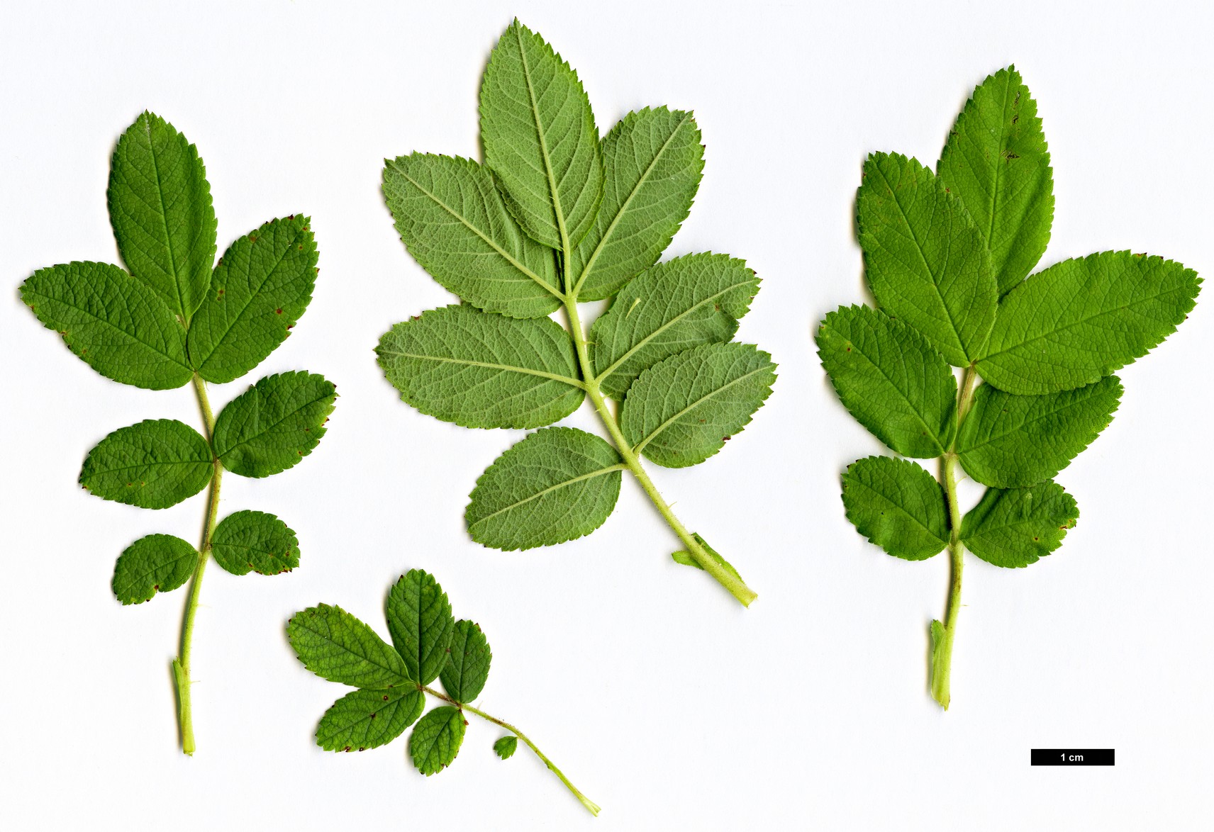 High resolution image: Family: Rosaceae - Genus: Rosa - Taxon: majalis High resolution image: Family: Rosaceae - Genus: Rosa - Taxon: majalis