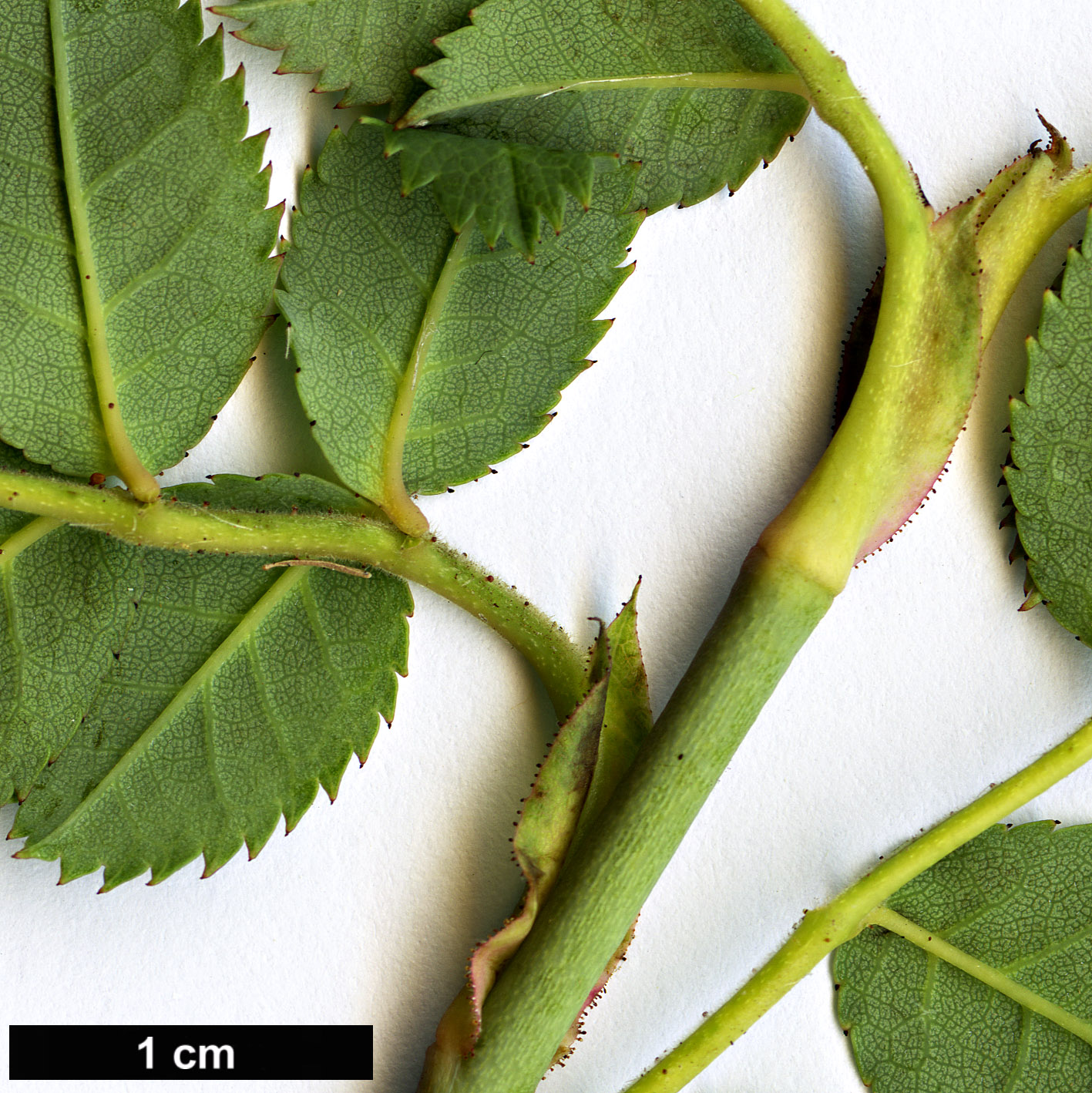 High resolution image: Family: Rosaceae - Genus: Rosa - Taxon: mandonii High resolution image: Family: Rosaceae - Genus: Rosa - Taxon: mandonii