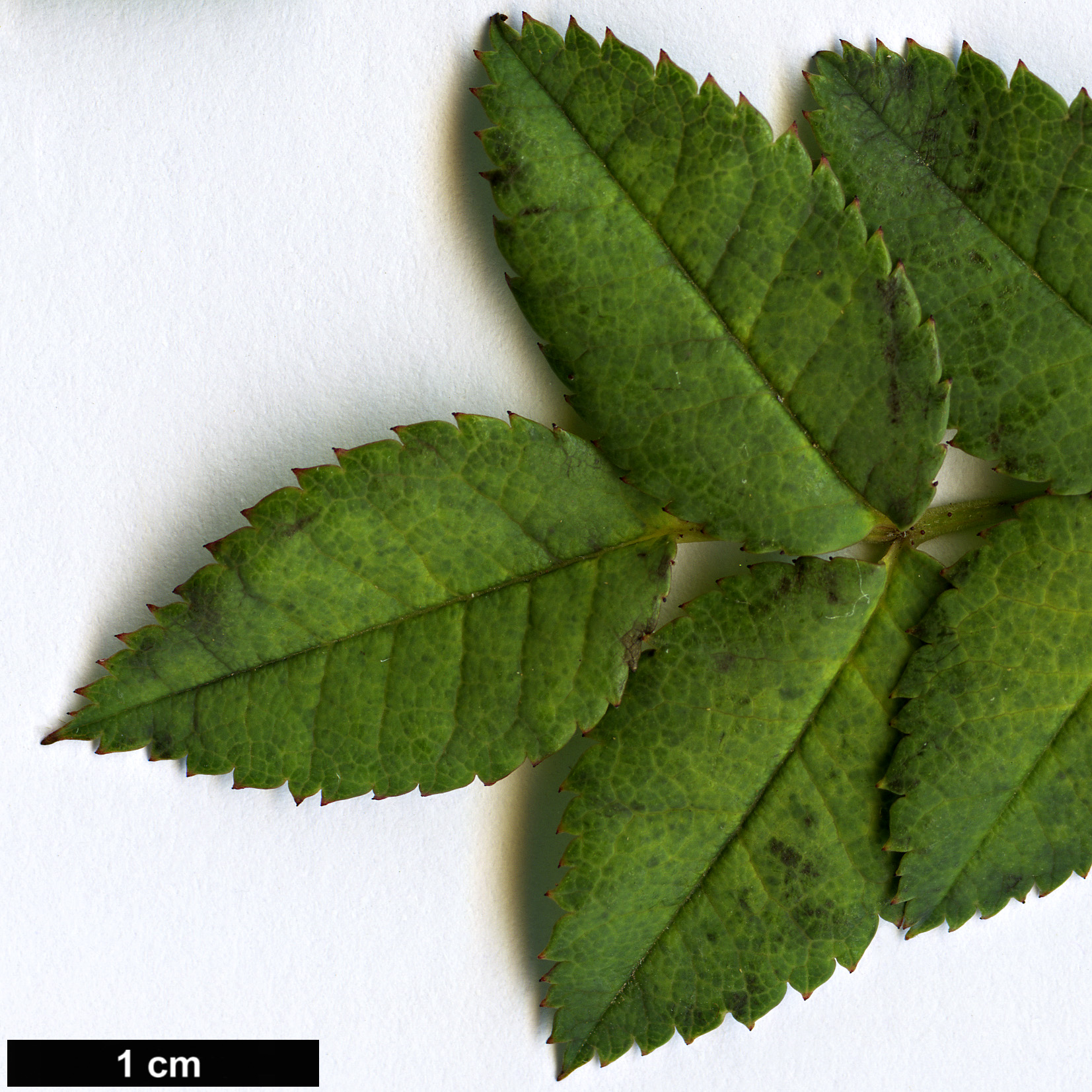 High resolution image: Family: Rosaceae - Genus: Rosa - Taxon: mandonii