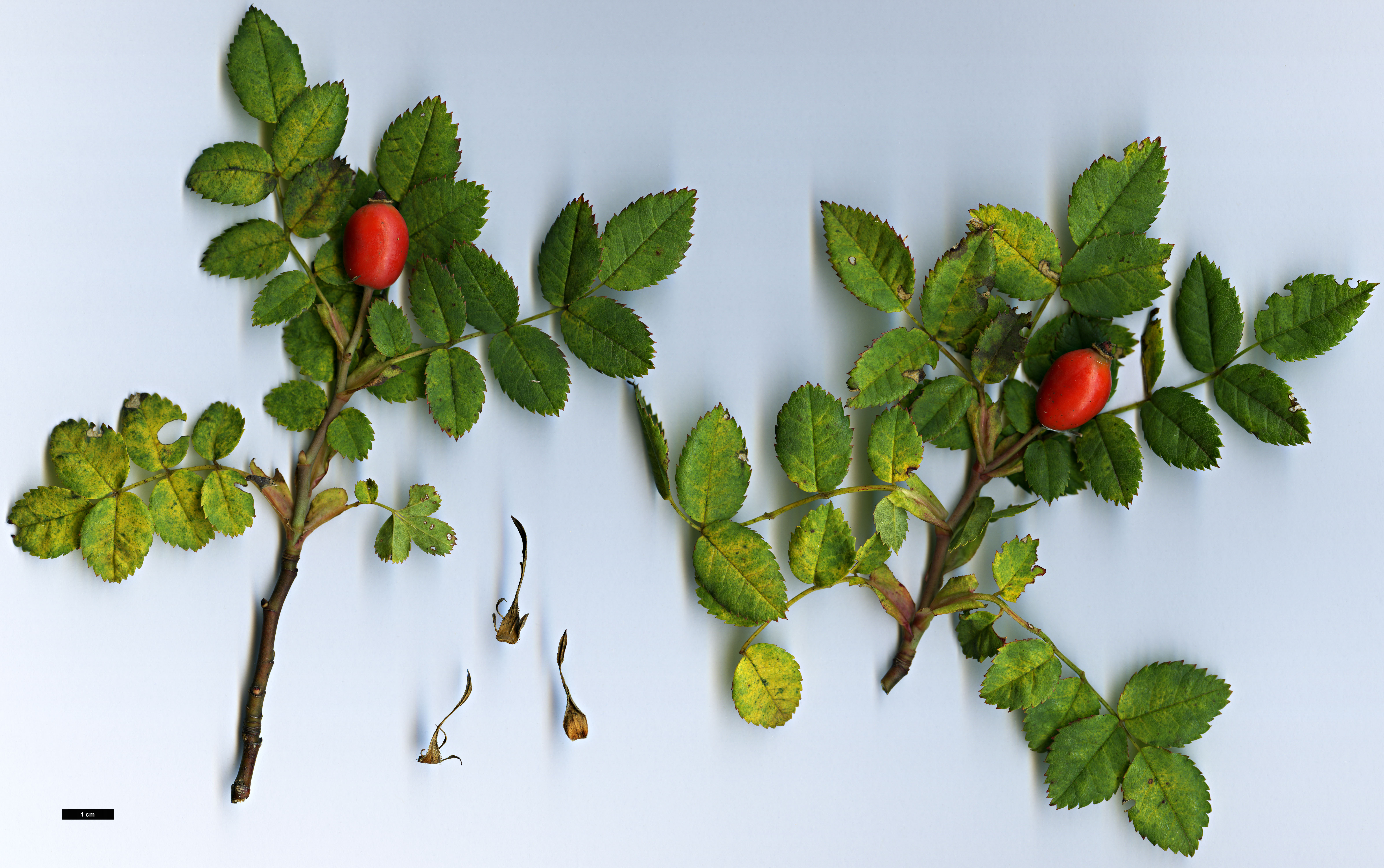 High resolution image: Family: Rosaceae - Genus: Rosa - Taxon: mandonii High resolution image: Family: Rosaceae - Genus: Rosa - Taxon: mandonii