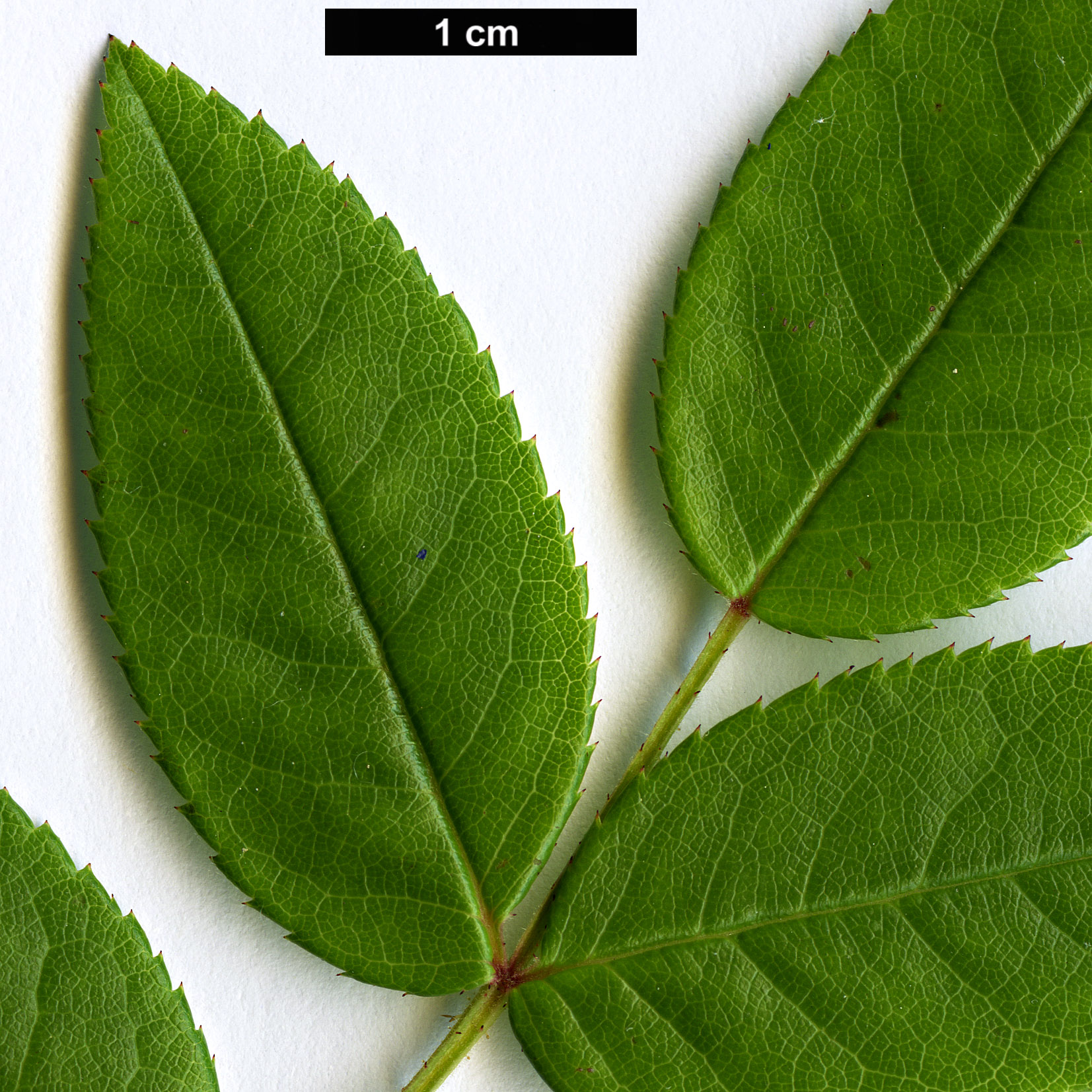 High resolution image: Family: Rosaceae - Genus: Rosa - Taxon: maximowicziana