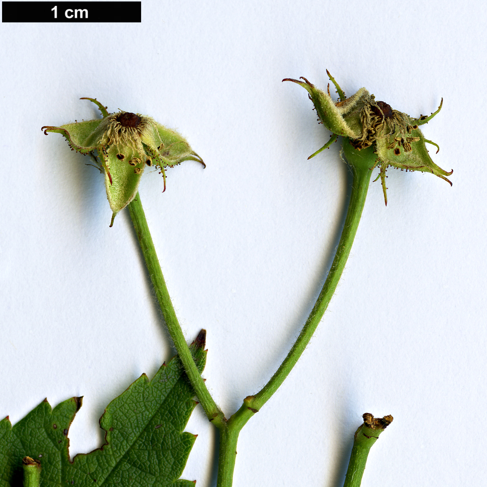 High resolution image: Family: Rosaceae - Genus: Rosa - Taxon: multiflora