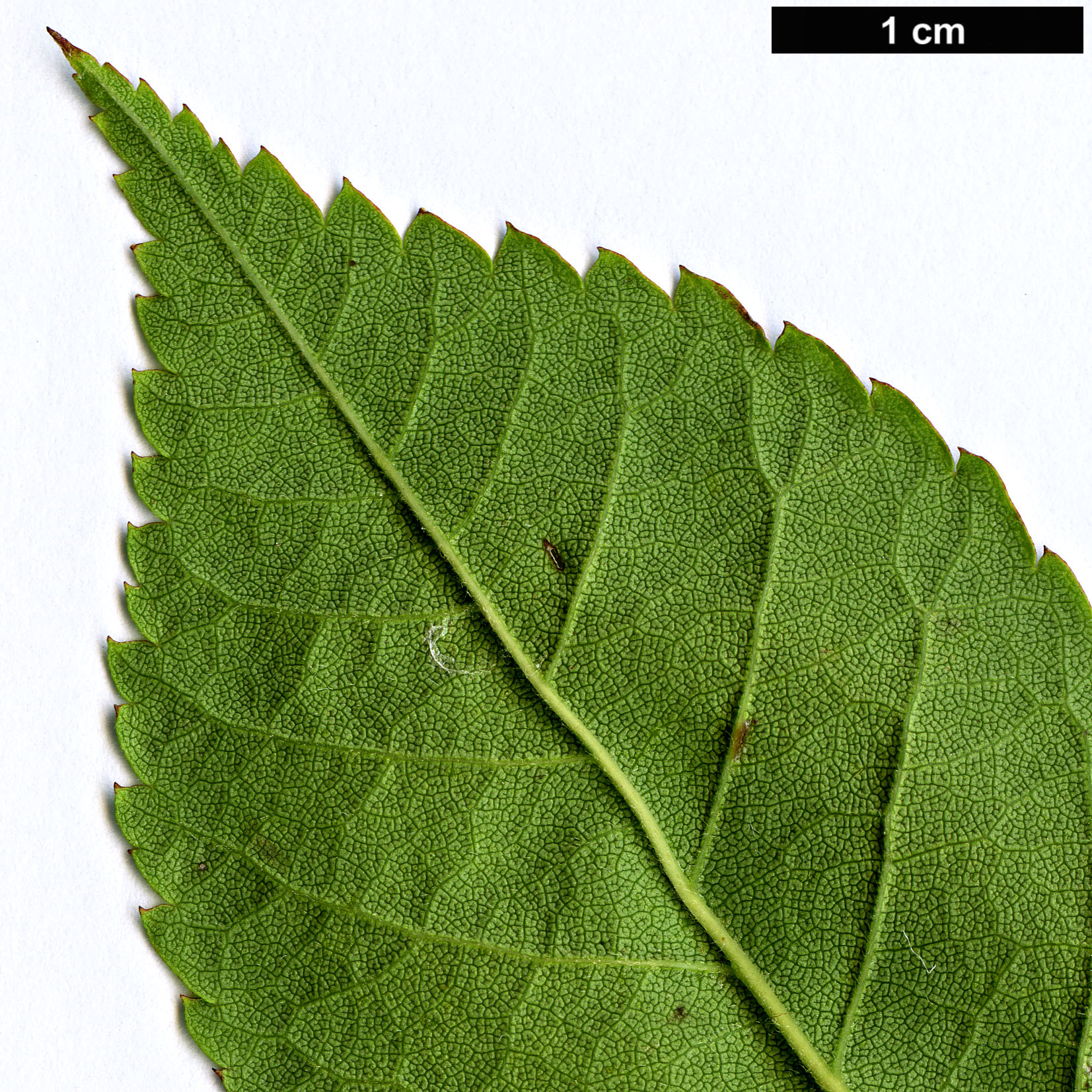 High resolution image: Family: Rosaceae - Genus: Rosa - Taxon: multiflora