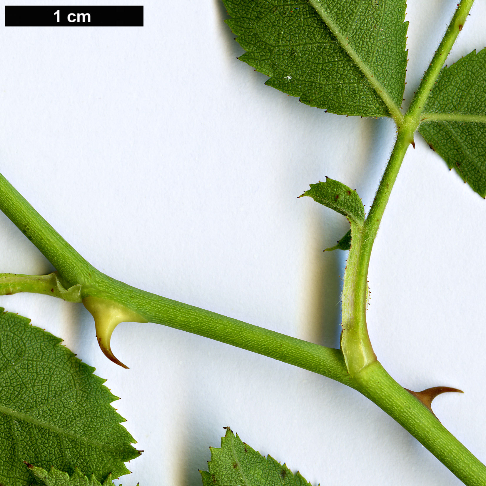 High resolution image: Family: Rosaceae - Genus: Rosa - Taxon: obtusifolia