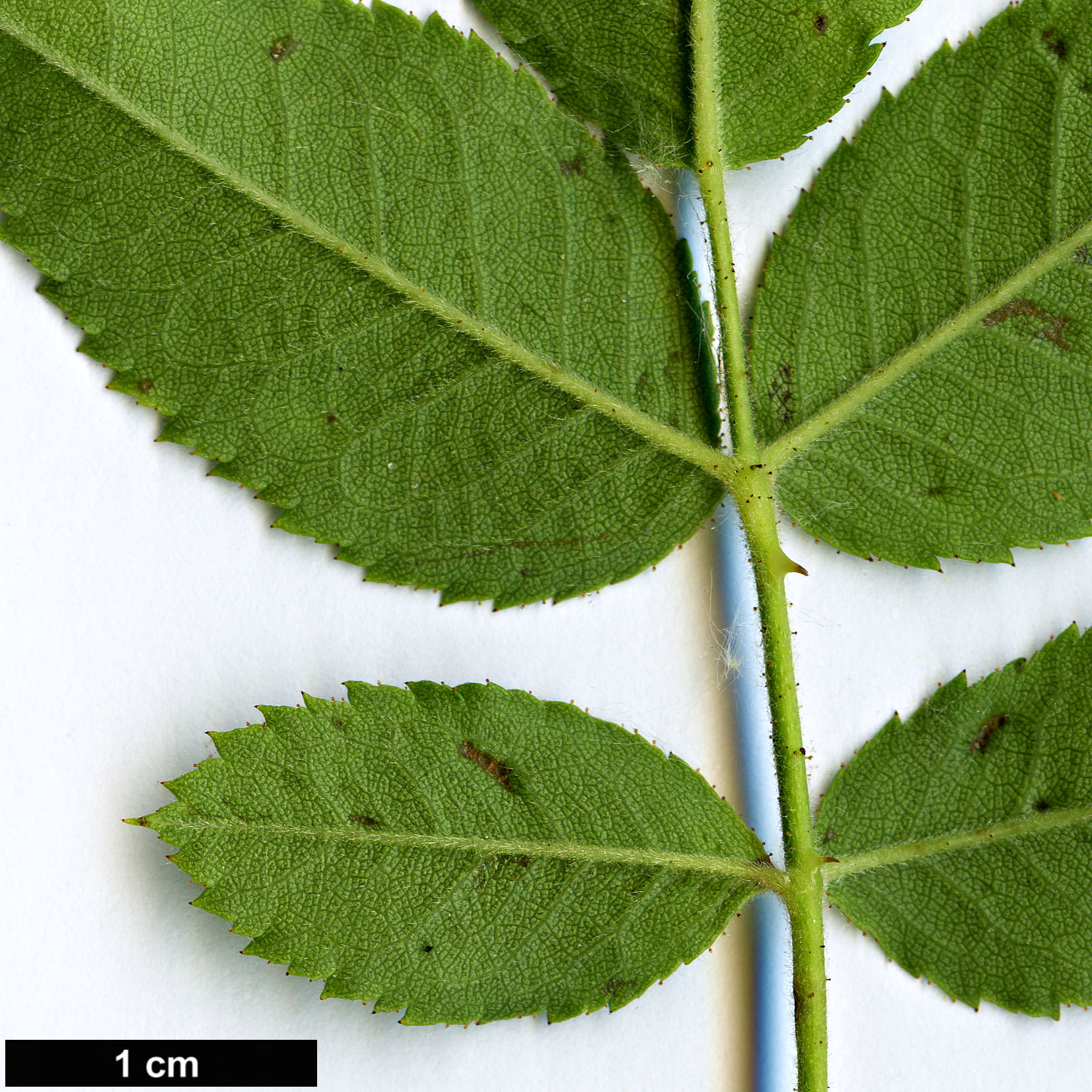 High resolution image: Family: Rosaceae - Genus: Rosa - Taxon: obtusifolia High resolution image: Family: Rosaceae - Genus: Rosa - Taxon: obtusifolia