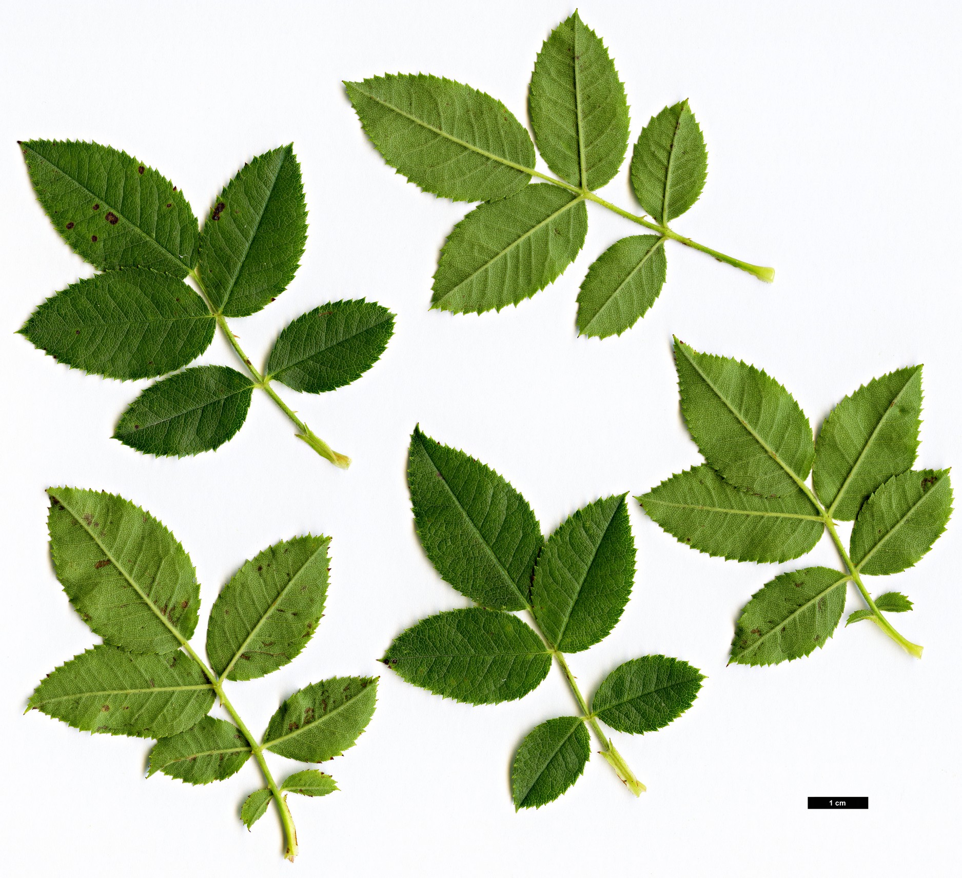 High resolution image: Family: Rosaceae - Genus: Rosa - Taxon: obtusifolia