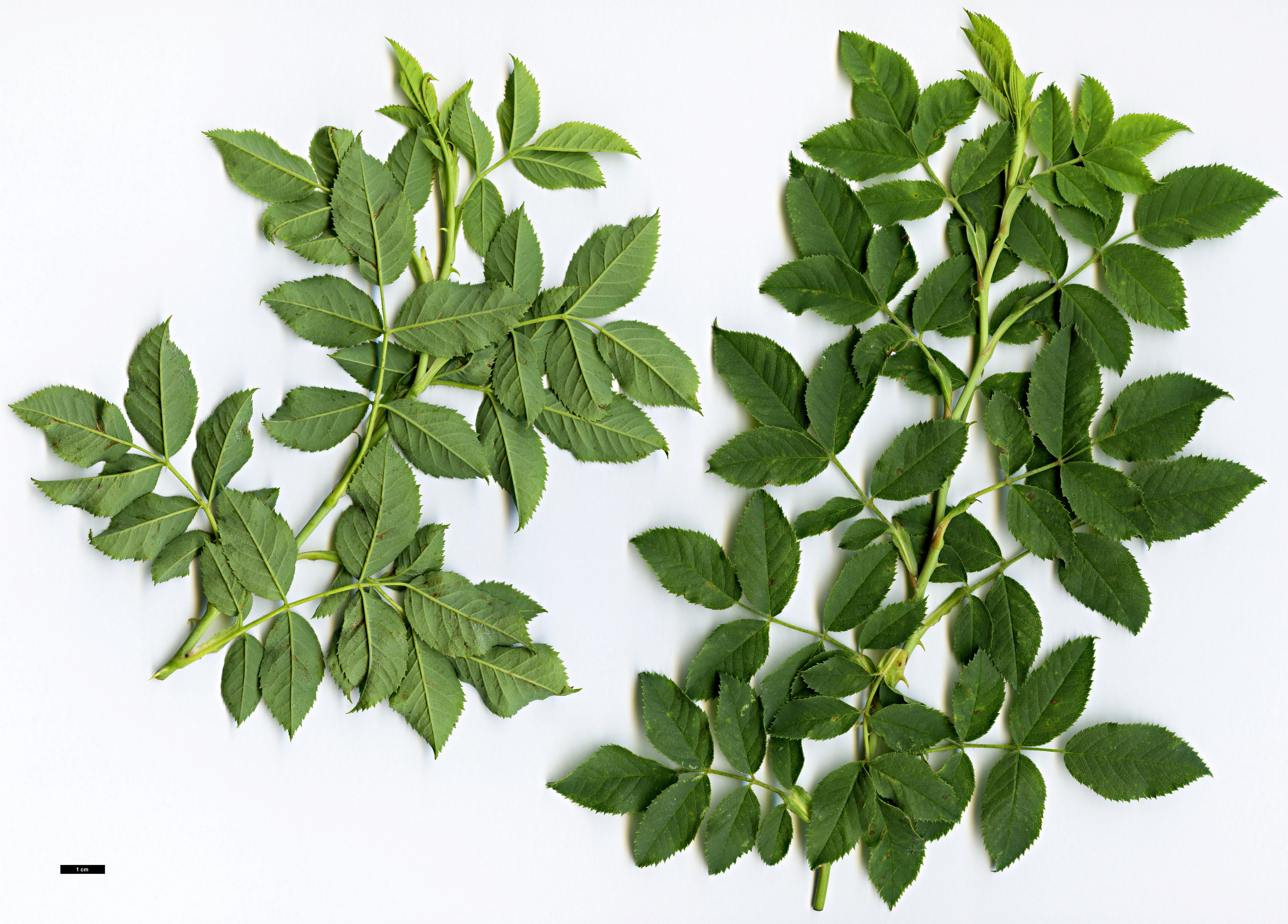 High resolution image: Family: Rosaceae - Genus: Rosa - Taxon: orientalis High resolution image: Family: Rosaceae - Genus: Rosa - Taxon: orientalis