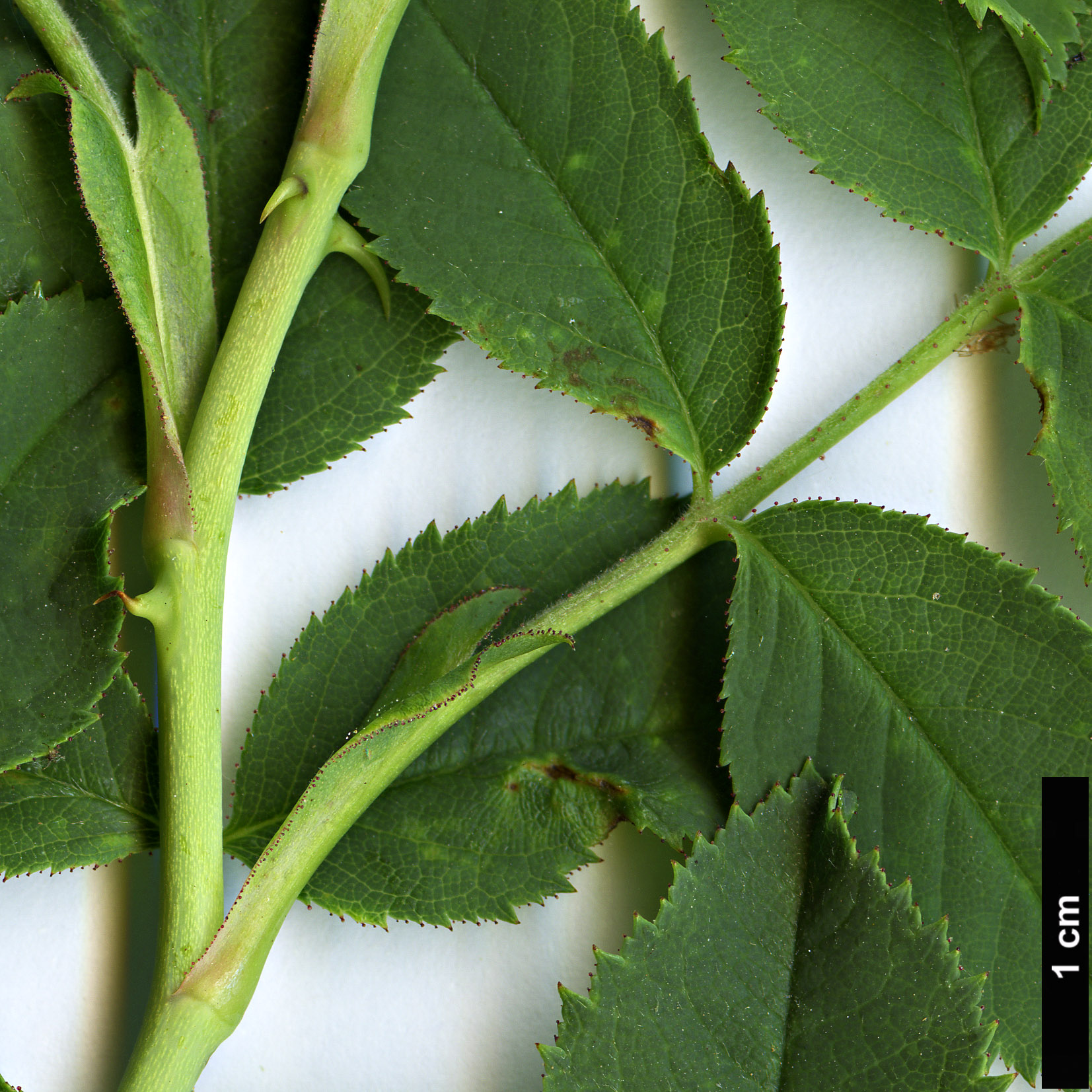 High resolution image: Family: Rosaceae - Genus: Rosa - Taxon: orientalis High resolution image: Family: Rosaceae - Genus: Rosa - Taxon: orientalis