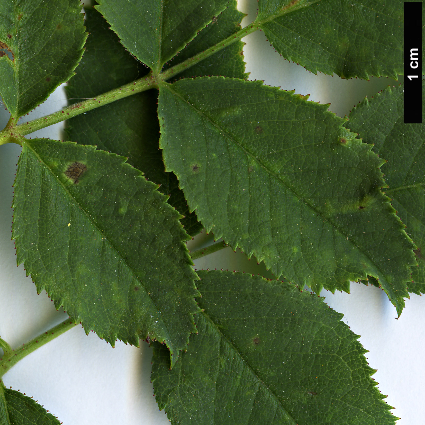 High resolution image: Family: Rosaceae - Genus: Rosa - Taxon: orientalis High resolution image: Family: Rosaceae - Genus: Rosa - Taxon: orientalis