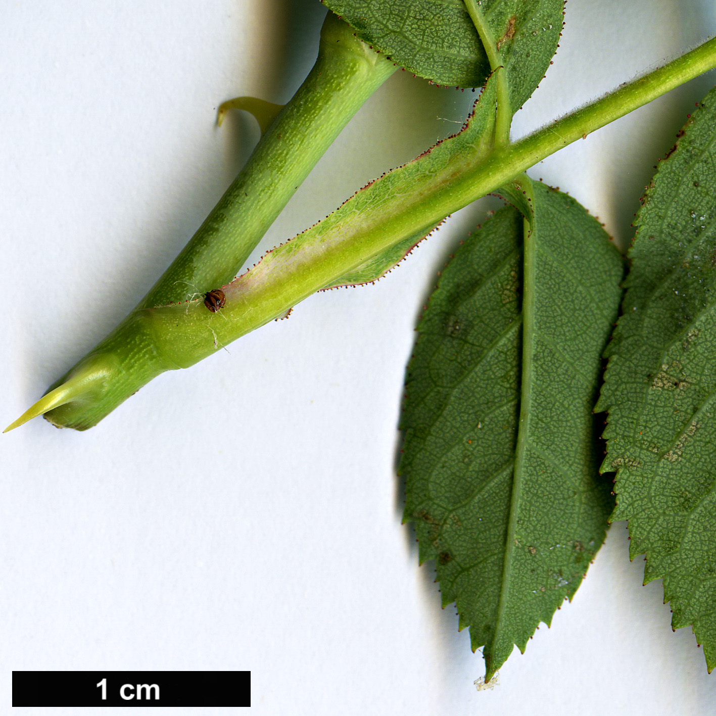 High resolution image: Family: Rosaceae - Genus: Rosa - Taxon: orientalis