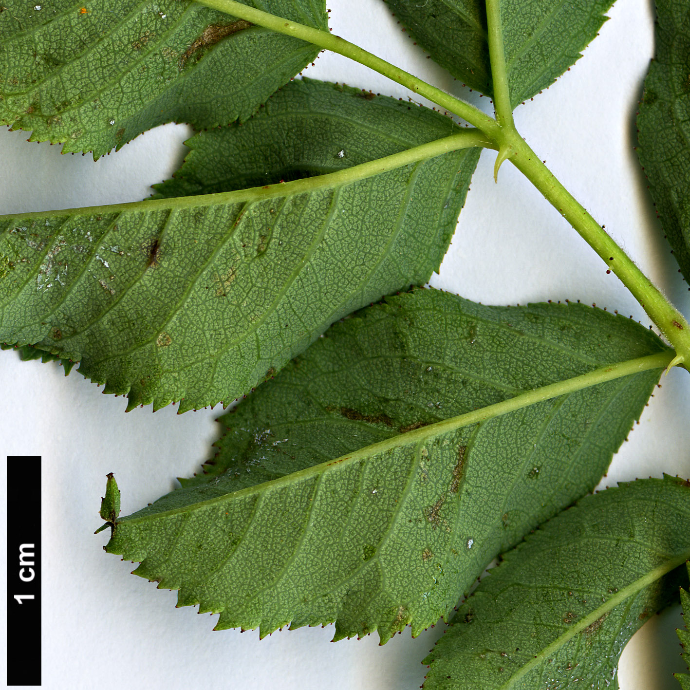 High resolution image: Family: Rosaceae - Genus: Rosa - Taxon: orientalis High resolution image: Family: Rosaceae - Genus: Rosa - Taxon: orientalis