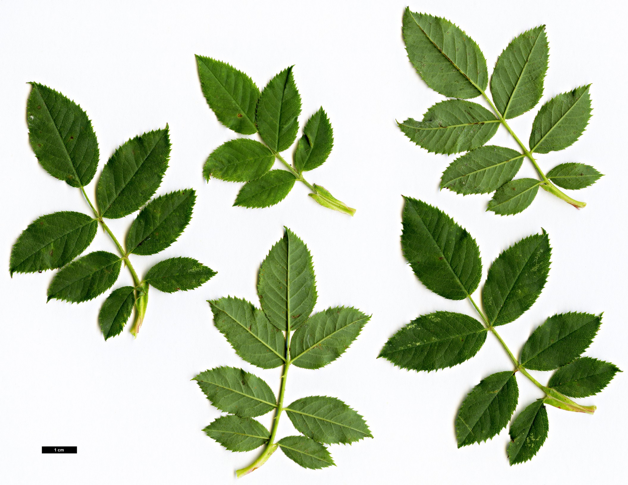 High resolution image: Family: Rosaceae - Genus: Rosa - Taxon: orientalis