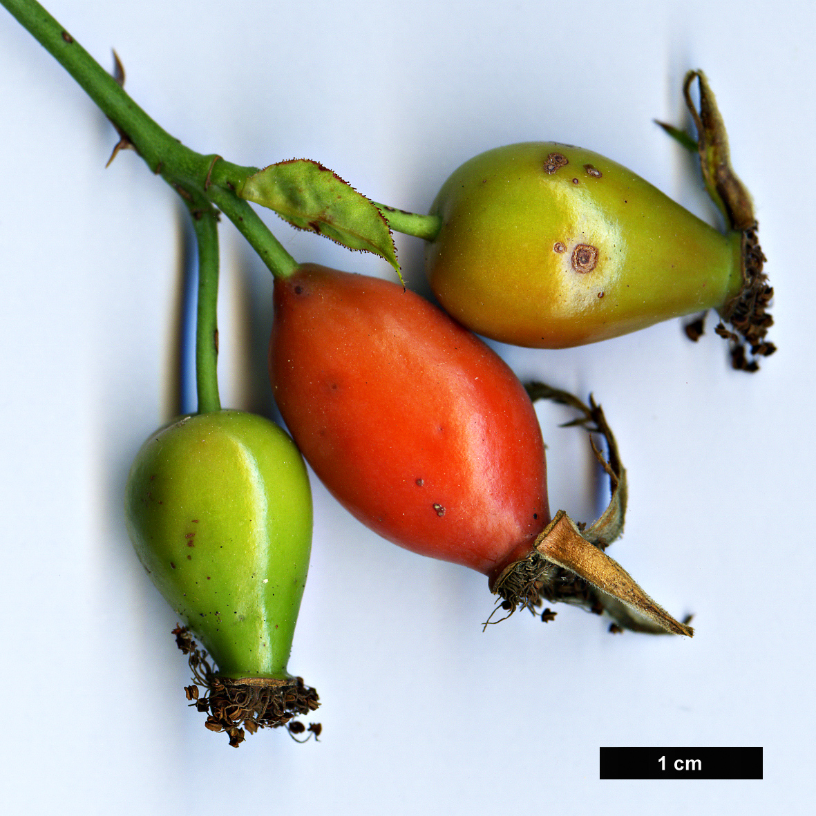 High resolution image: Family: Rosaceae - Genus: Rosa - Taxon: orientalis High resolution image: Family: Rosaceae - Genus: Rosa - Taxon: orientalis