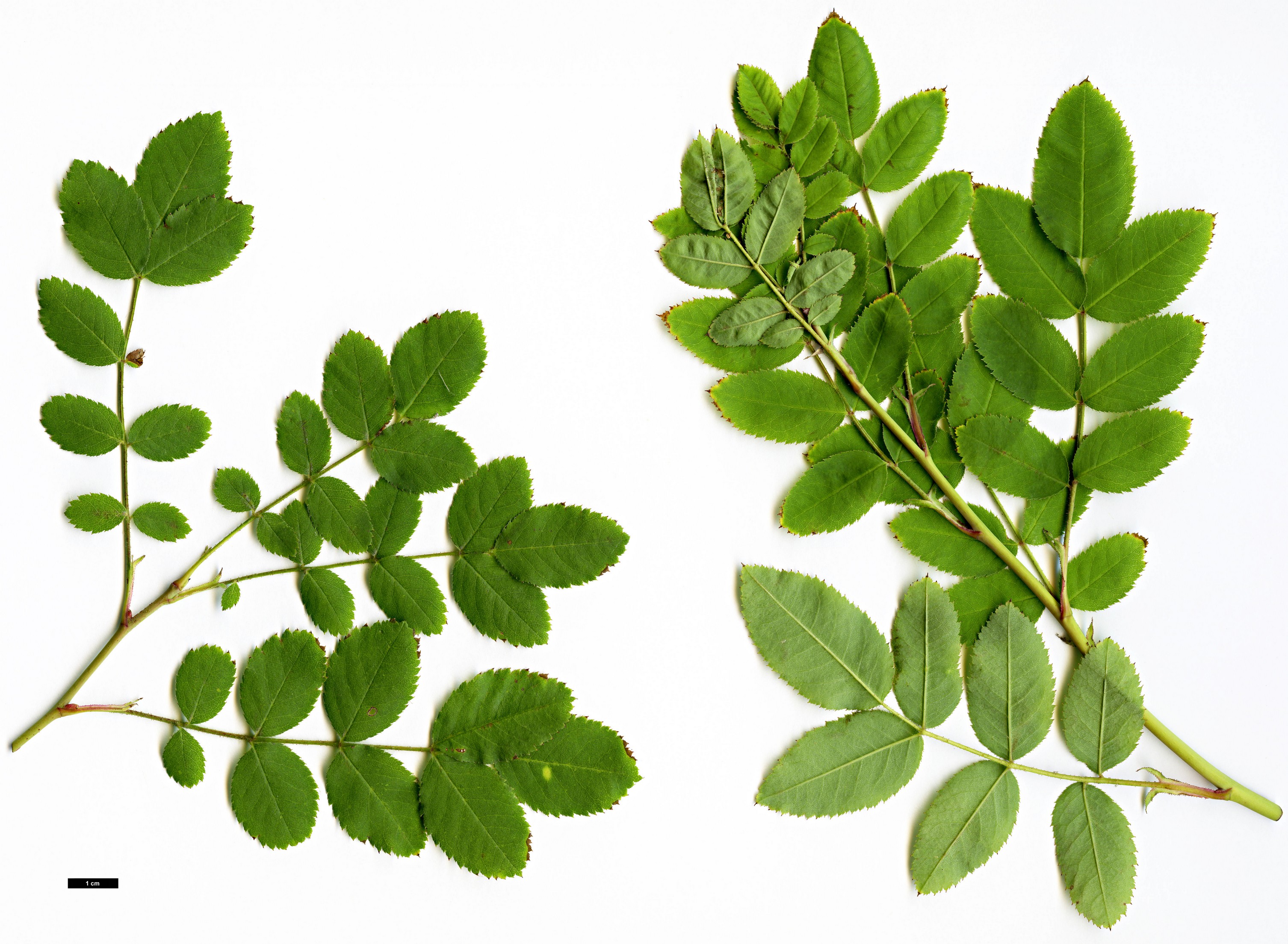 High resolution image: Family: Rosaceae - Genus: Rosa - Taxon: pendulina