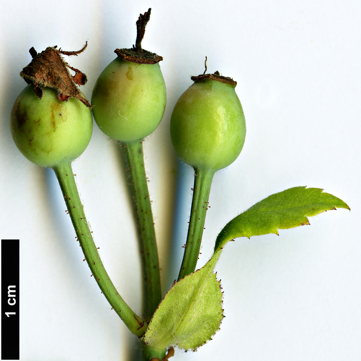 High resolution image: Family: Rosaceae - Genus: Rosa - Taxon: phoenicia High resolution image: Family: Rosaceae - Genus: Rosa - Taxon: phoenicia