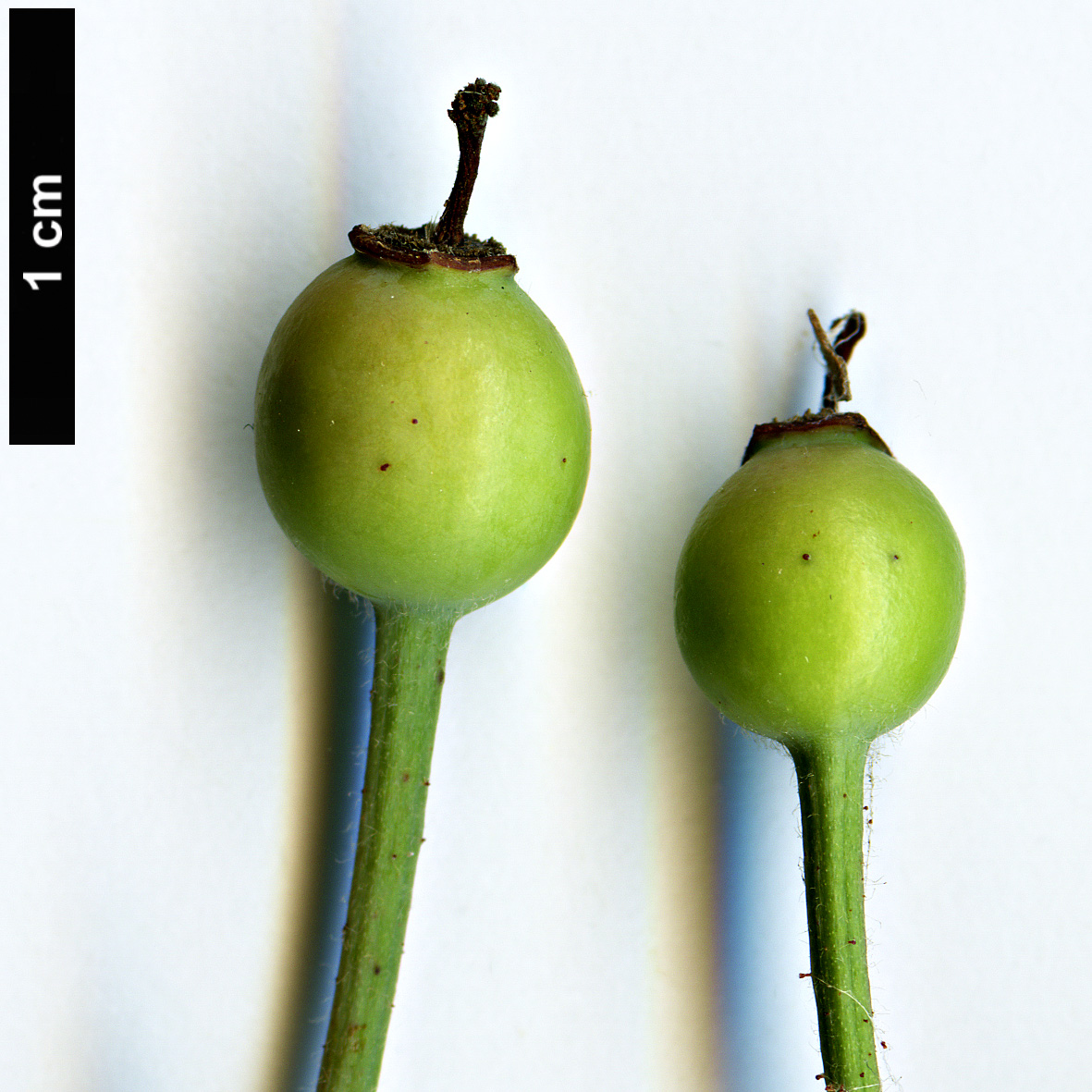 High resolution image: Family: Rosaceae - Genus: Rosa - Taxon: phoenicia High resolution image: Family: Rosaceae - Genus: Rosa - Taxon: phoenicia