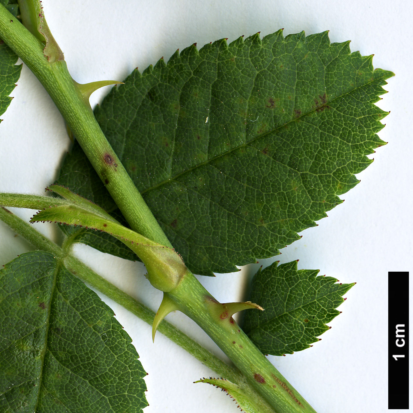 High resolution image: Family: Rosaceae - Genus: Rosa - Taxon: pouzinii