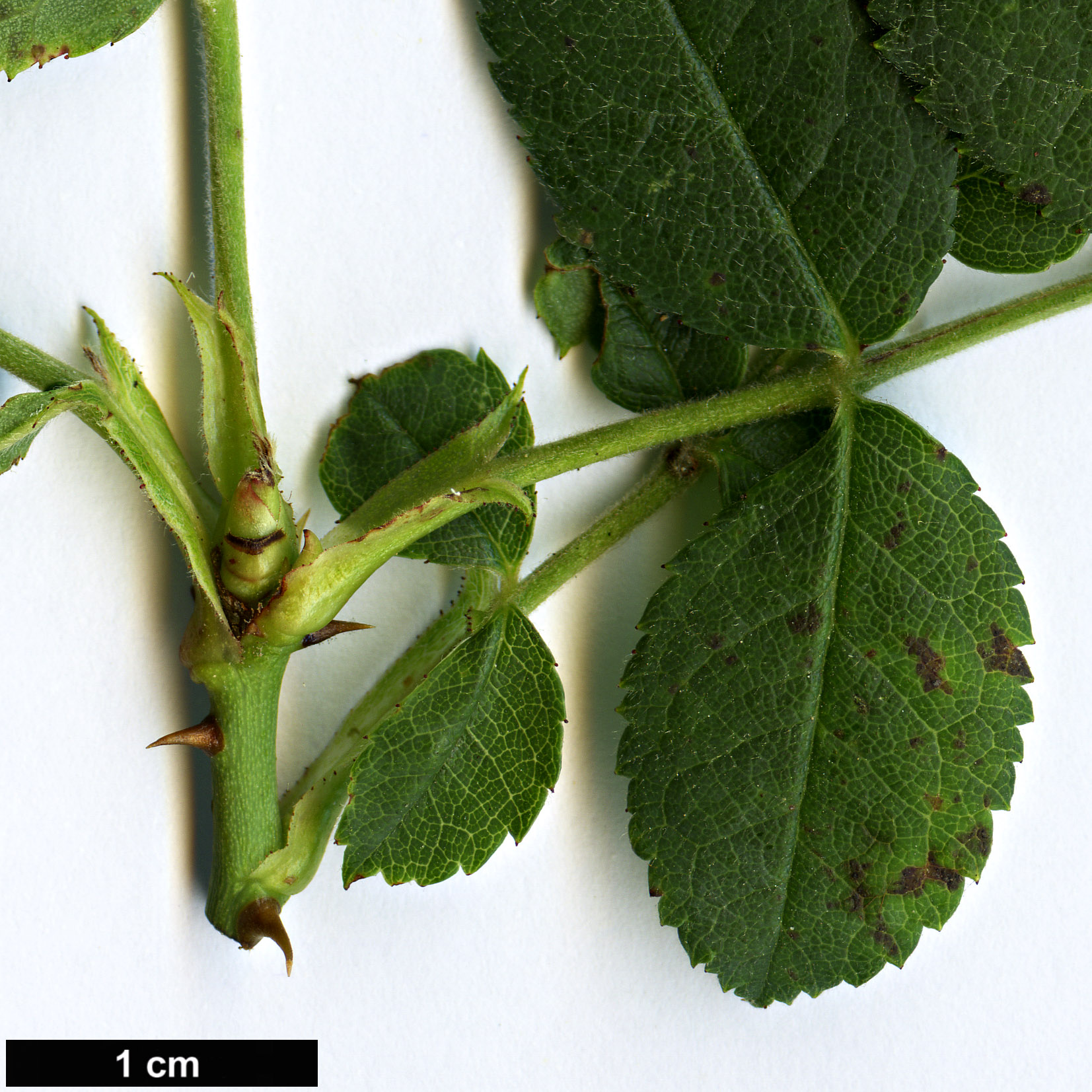 High resolution image: Family: Rosaceae - Genus: Rosa - Taxon: pouzinii