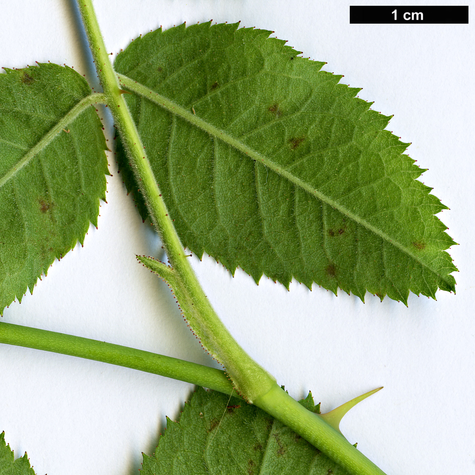 High resolution image: Family: Rosaceae - Genus: Rosa - Taxon: pseudoscabriuscula