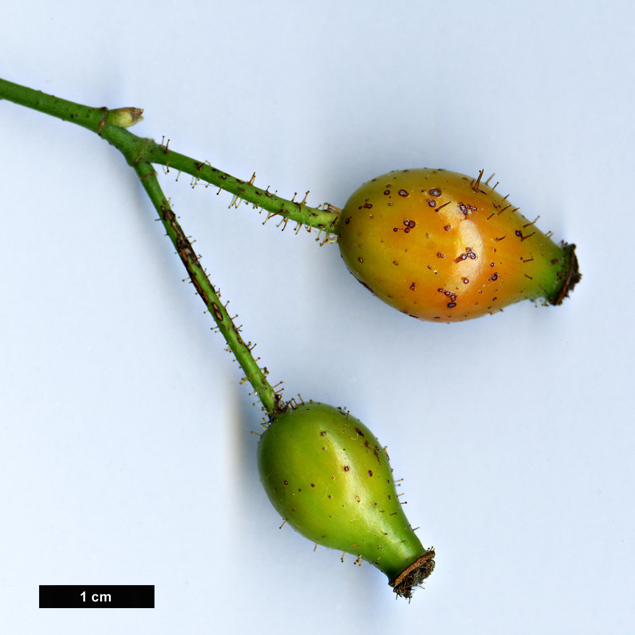 High resolution image: Family: Rosaceae - Genus: Rosa - Taxon: pseudoscabriuscula