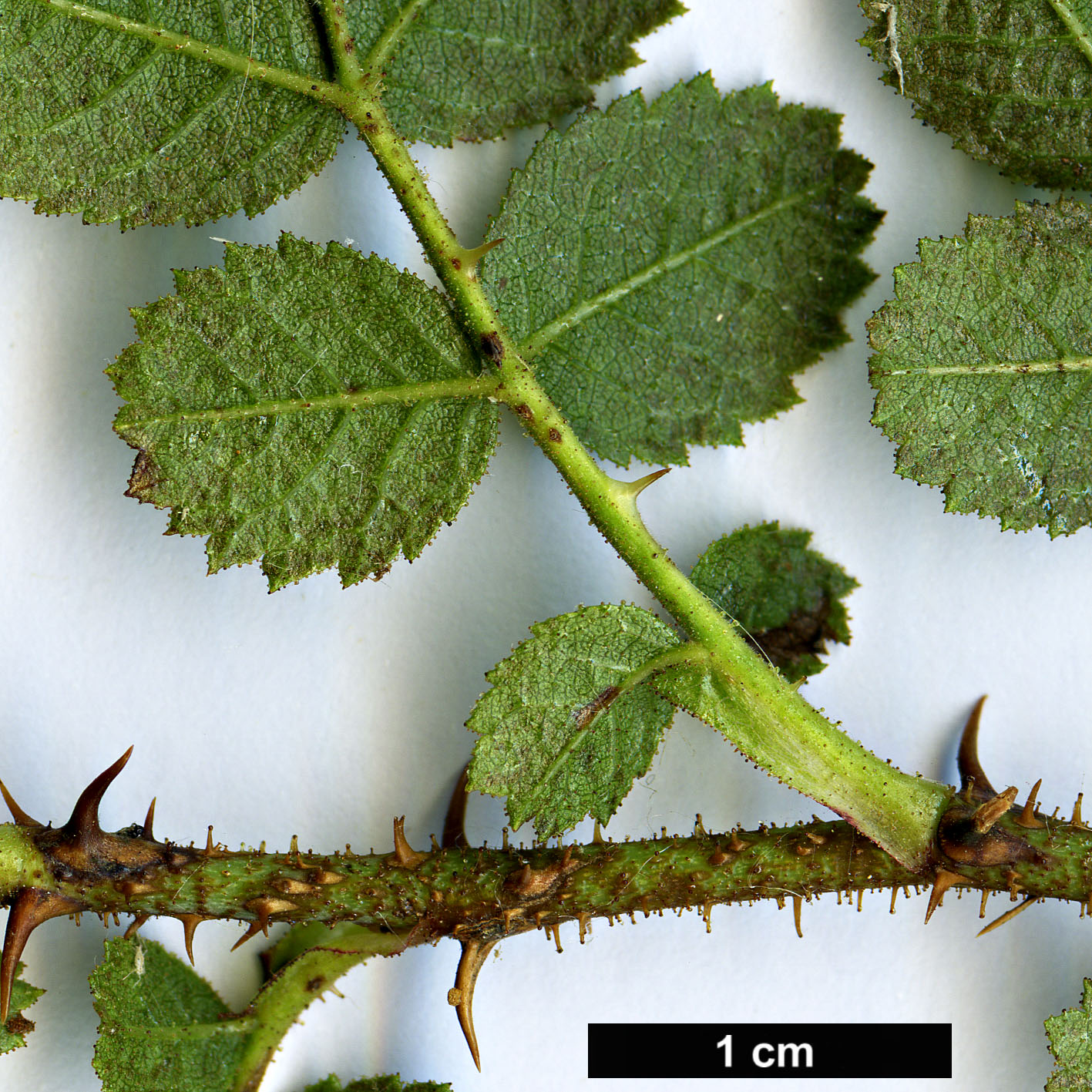 High resolution image: Family: Rosaceae - Genus: Rosa - Taxon: pulverulenta