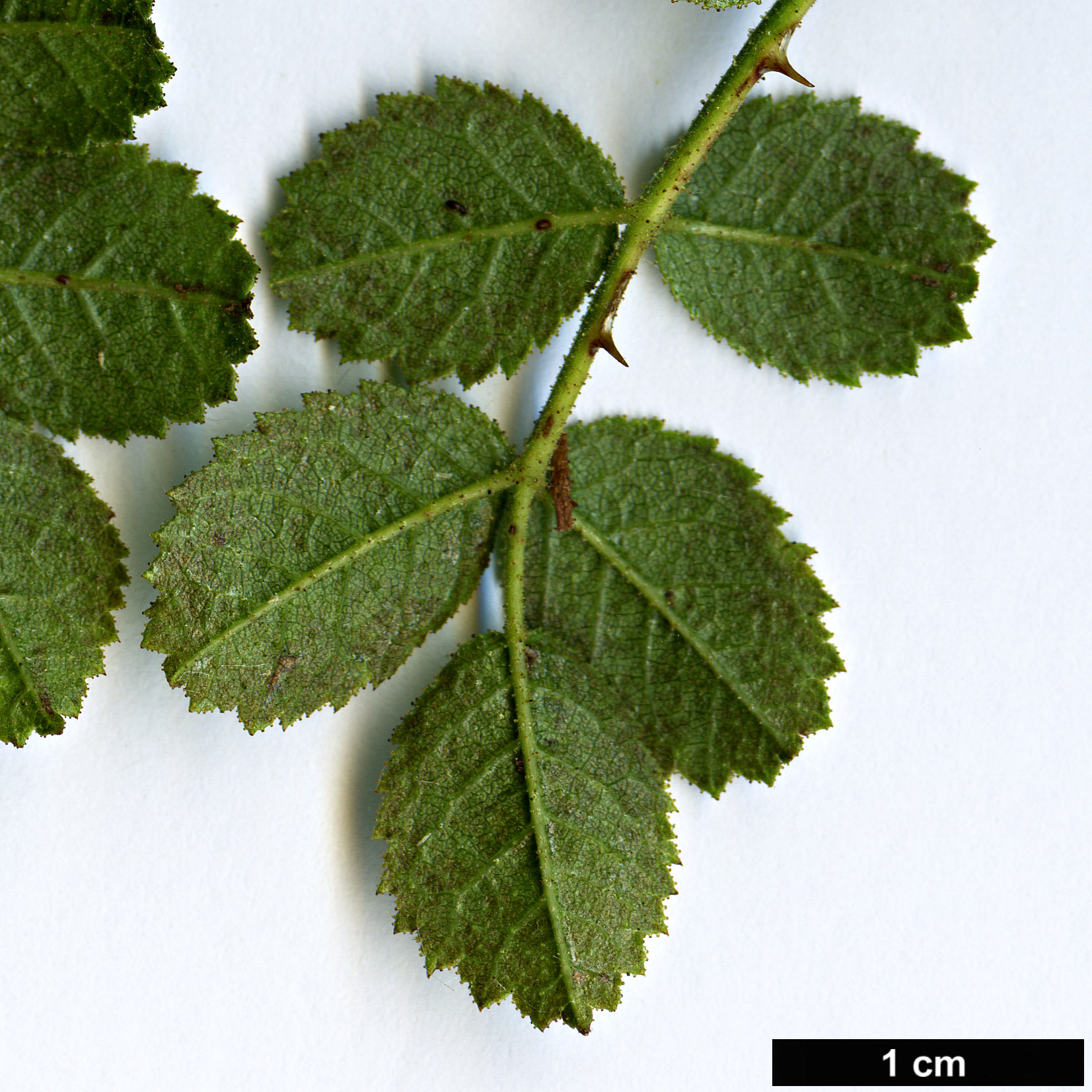 High resolution image: Family: Rosaceae - Genus: Rosa - Taxon: pulverulenta