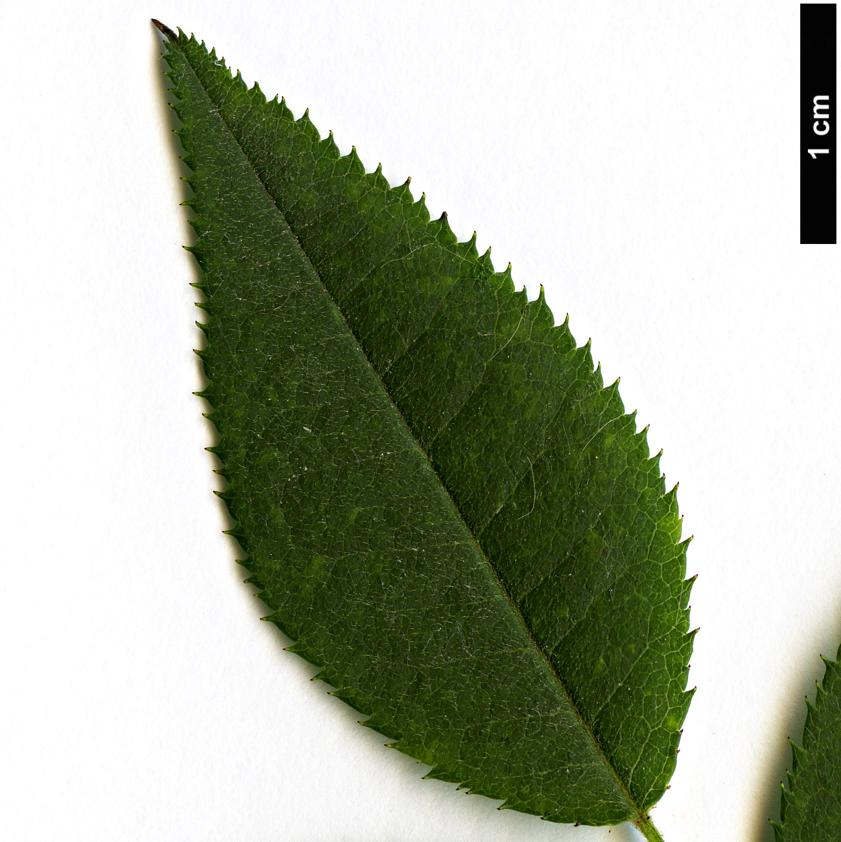 High resolution image: Family: Rosaceae - Genus: Rosa - Taxon: roxburghii High resolution image: Family: Rosaceae - Genus: Rosa - Taxon: roxburghii