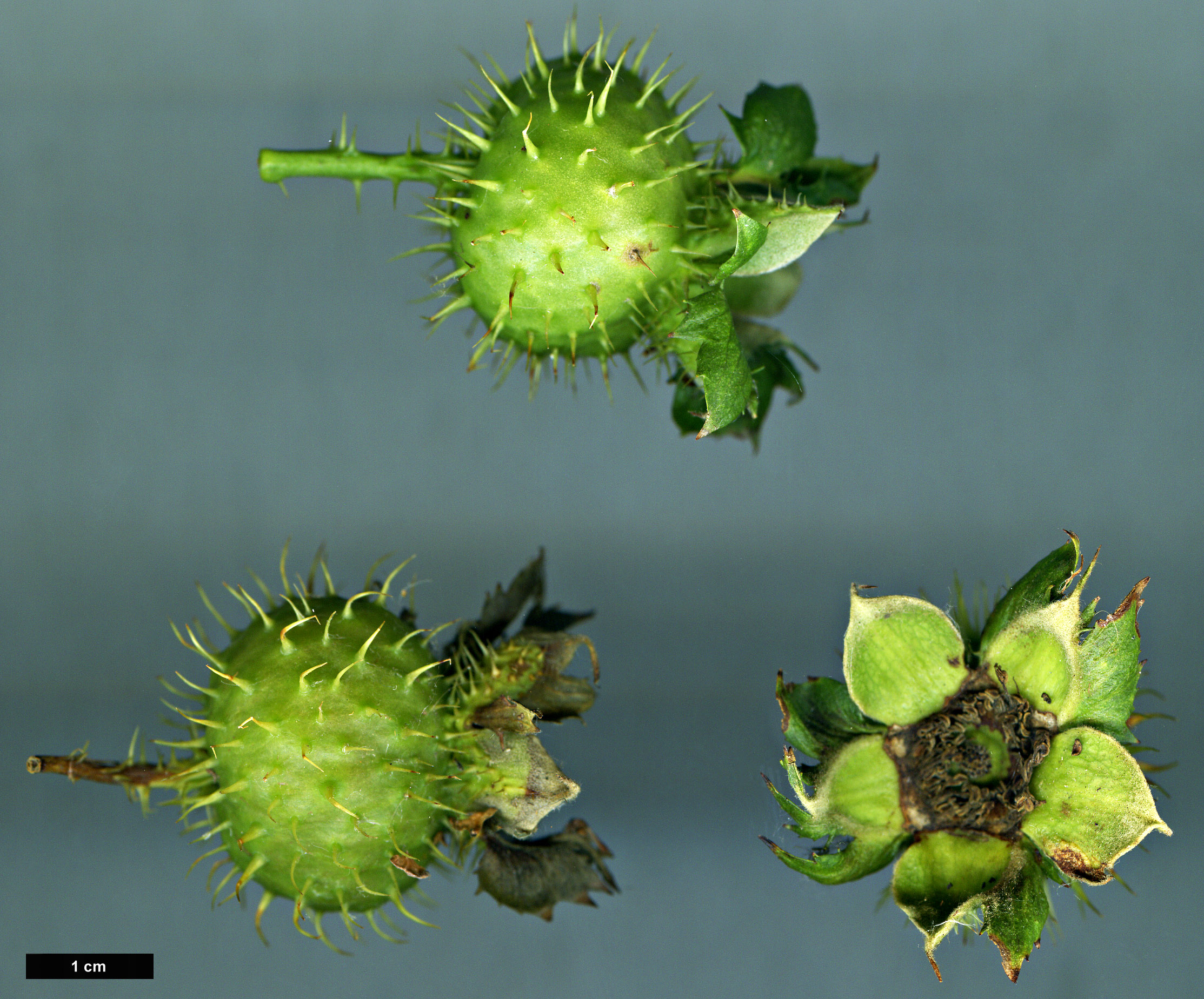 High resolution image: Family: Rosaceae - Genus: Rosa - Taxon: roxburghii High resolution image: Family: Rosaceae - Genus: Rosa - Taxon: roxburghii