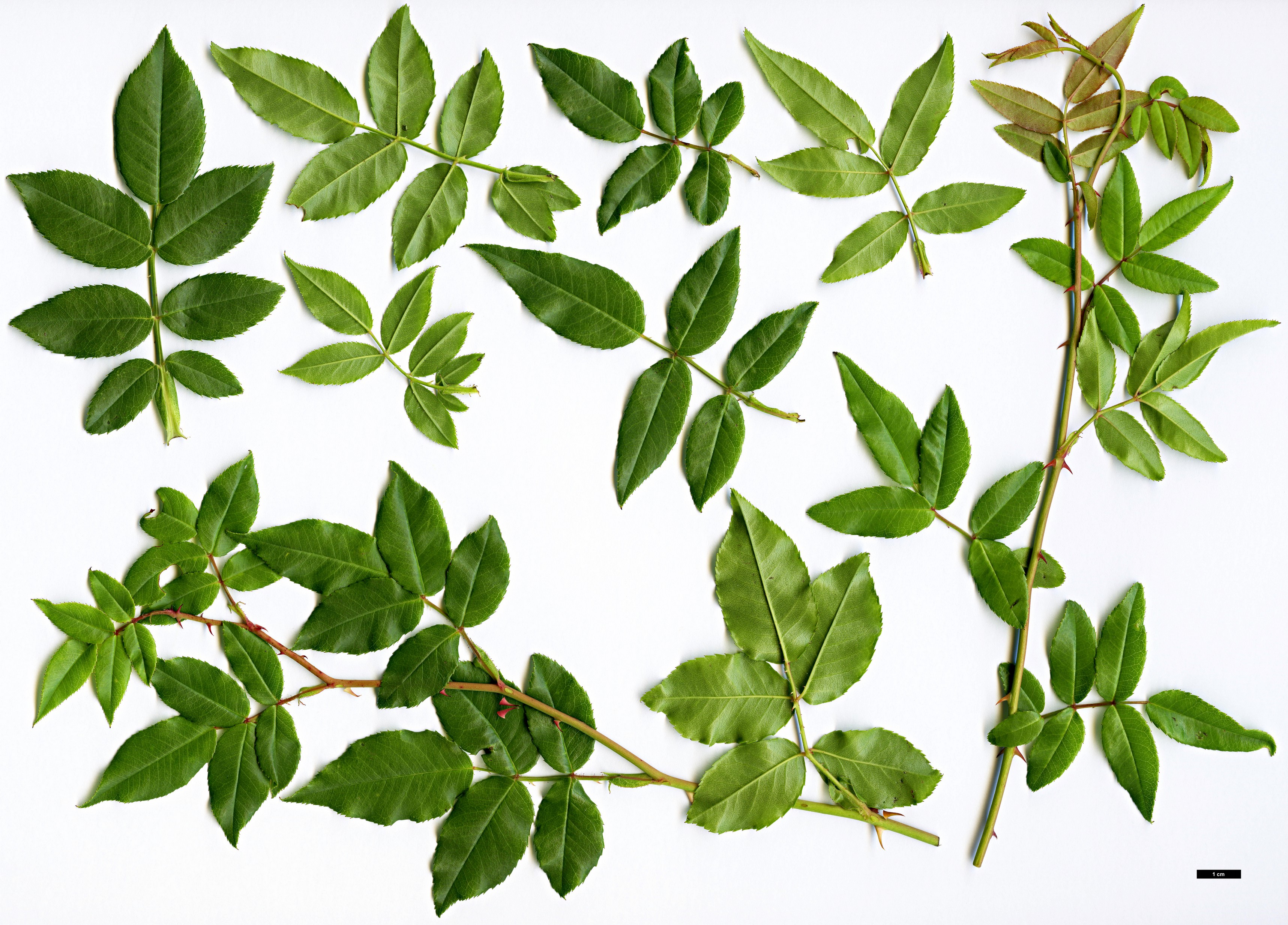 High resolution image: Family: Rosaceae - Genus: Rosa - Taxon: sempervirens High resolution image: Family: Rosaceae - Genus: Rosa - Taxon: sempervirens