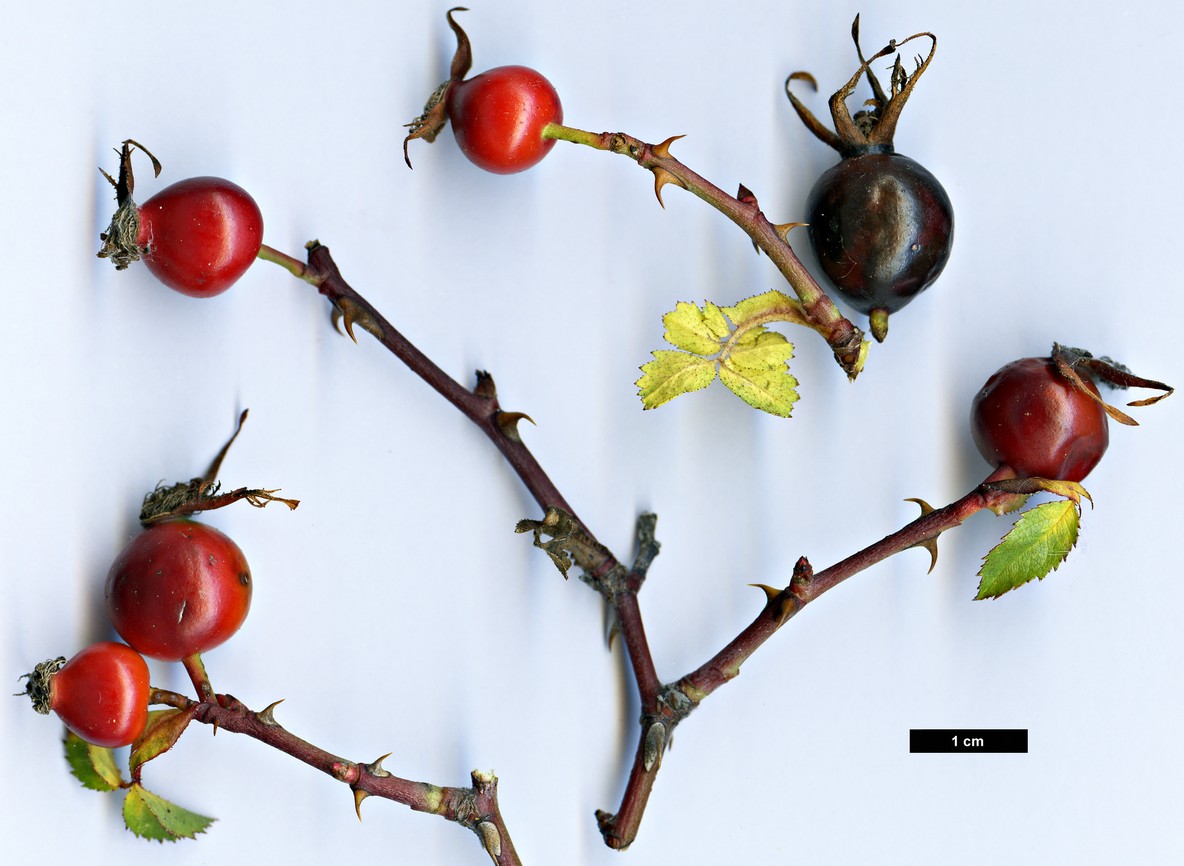 High resolution image: Family: Rosaceae - Genus: Rosa - Taxon: serafinii