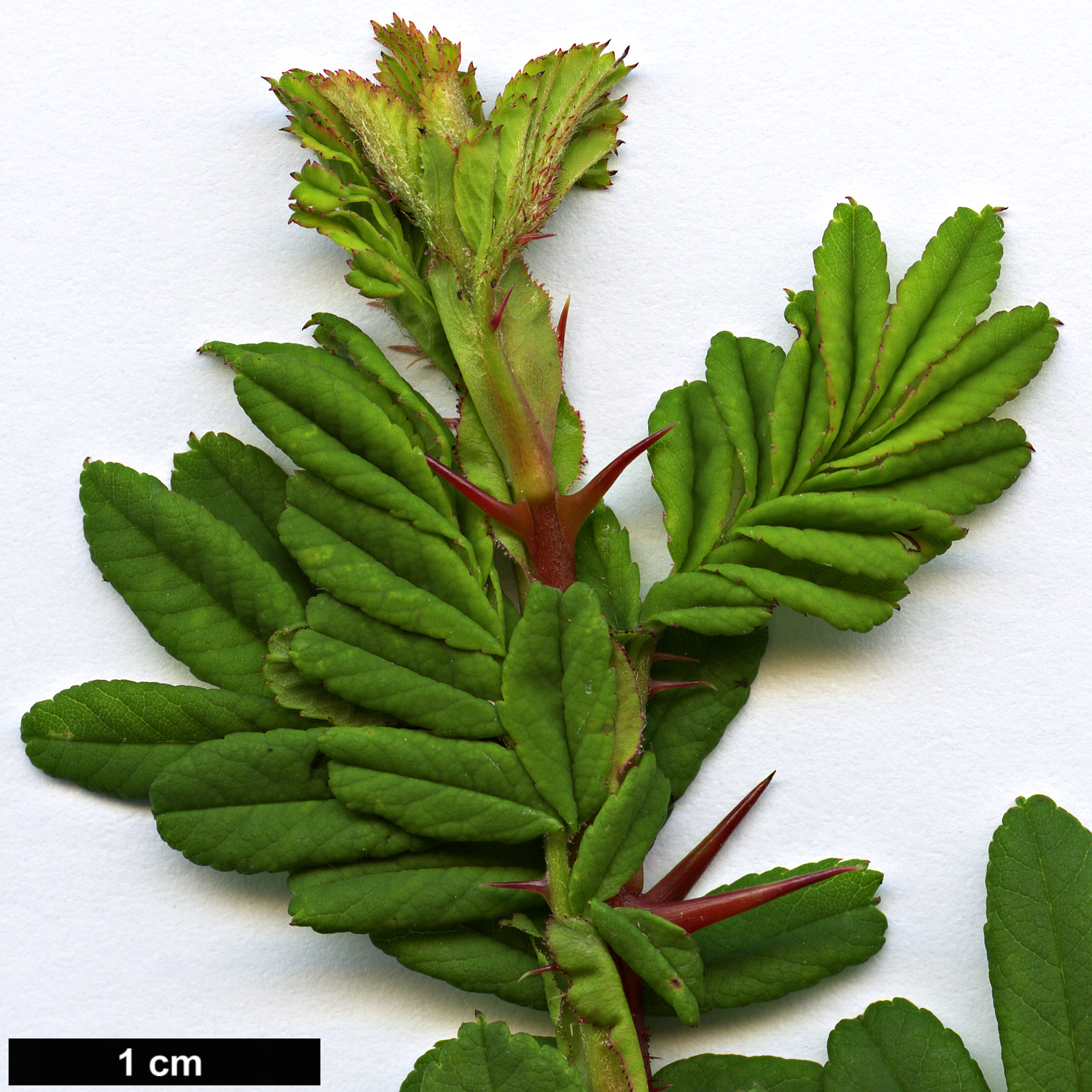 High resolution image: Family: Rosaceae - Genus: Rosa - Taxon: sericea