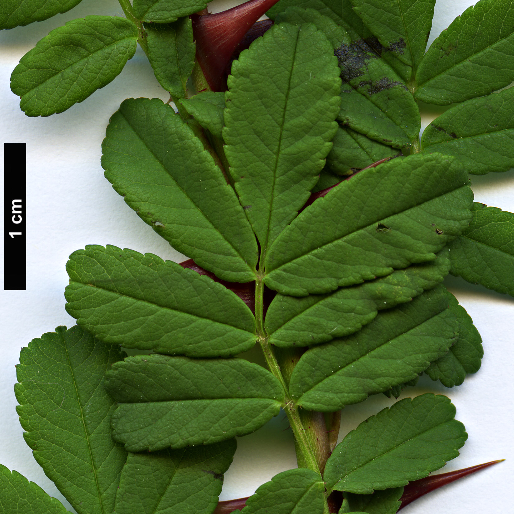 High resolution image: Family: Rosaceae - Genus: Rosa - Taxon: sericea High resolution image: Family: Rosaceae - Genus: Rosa - Taxon: sericea