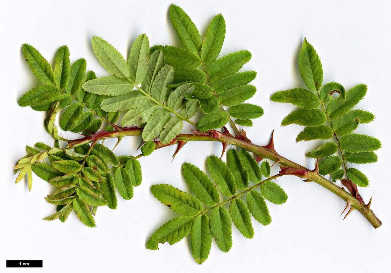 High resolution image: Family: Rosaceae - Genus: Rosa - Taxon: sertata