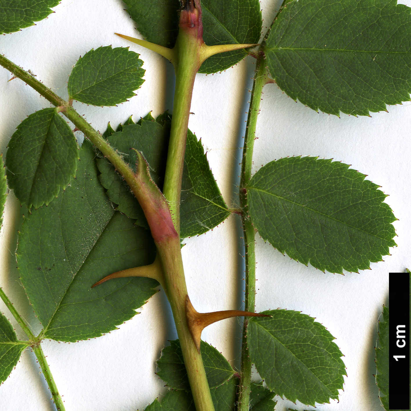 High resolution image: Family: Rosaceae - Genus: Rosa - Taxon: setipoda