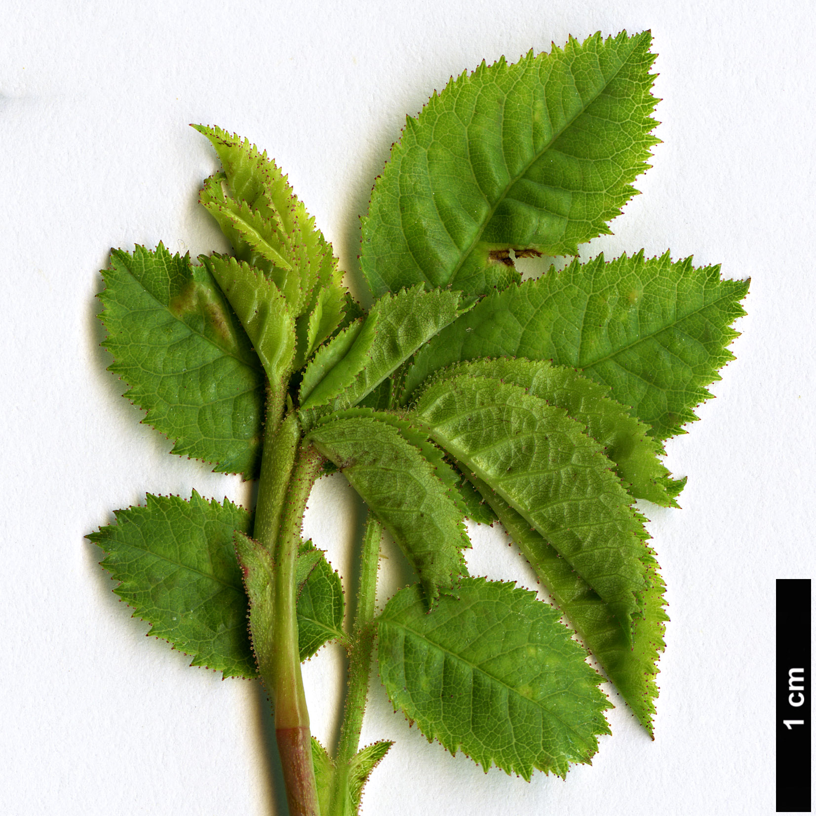 High resolution image: Family: Rosaceae - Genus: Rosa - Taxon: sicula