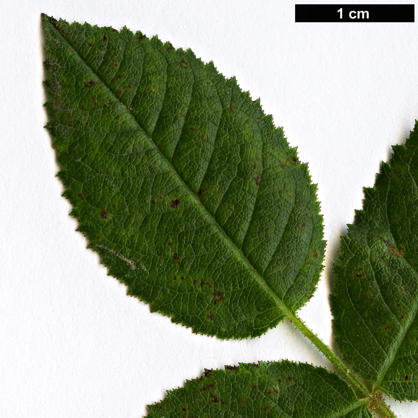 High resolution image: Family: Rosaceae - Genus: Rosa - Taxon: sicula