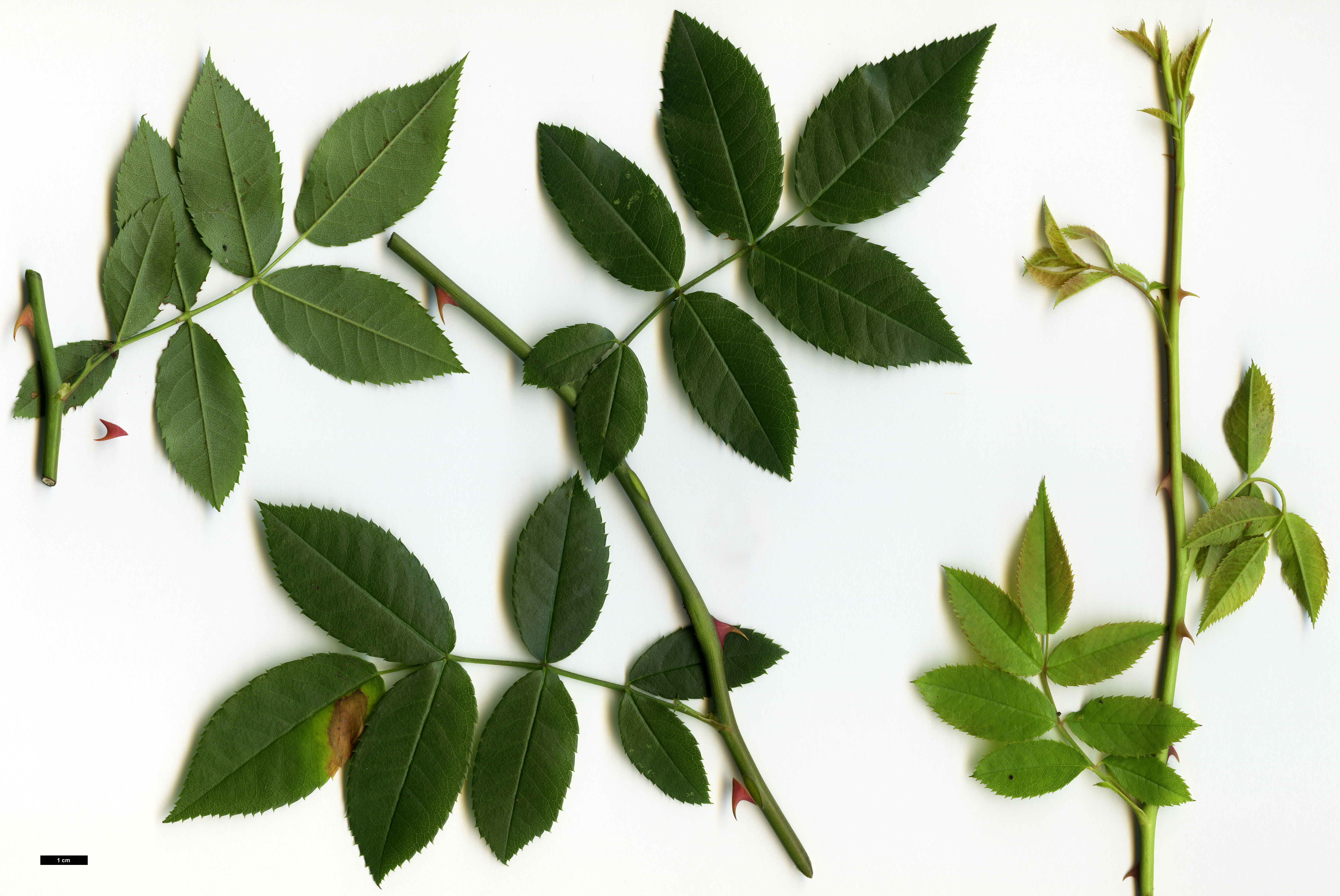 High resolution image: Family: Rosaceae - Genus: Rosa - Taxon: stylosa High resolution image: Family: Rosaceae - Genus: Rosa - Taxon: stylosa