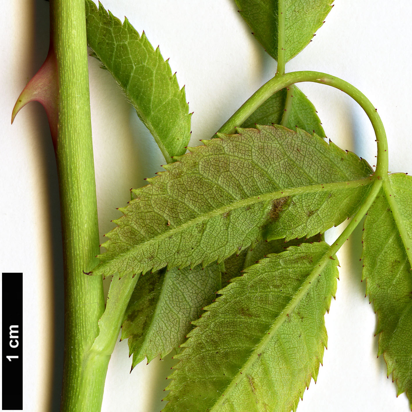 High resolution image: Family: Rosaceae - Genus: Rosa - Taxon: stylosa High resolution image: Family: Rosaceae - Genus: Rosa - Taxon: stylosa