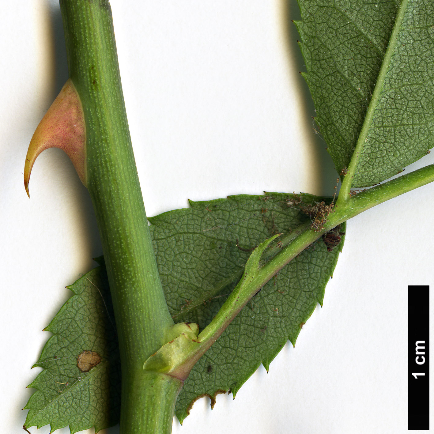 High resolution image: Family: Rosaceae - Genus: Rosa - Taxon: stylosa High resolution image: Family: Rosaceae - Genus: Rosa - Taxon: stylosa