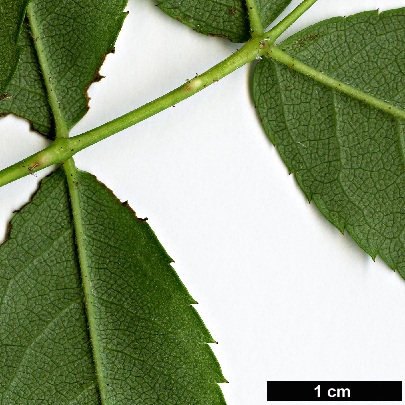 High resolution image: Family: Rosaceae - Genus: Rosa - Taxon: stylosa High resolution image: Family: Rosaceae - Genus: Rosa - Taxon: stylosa