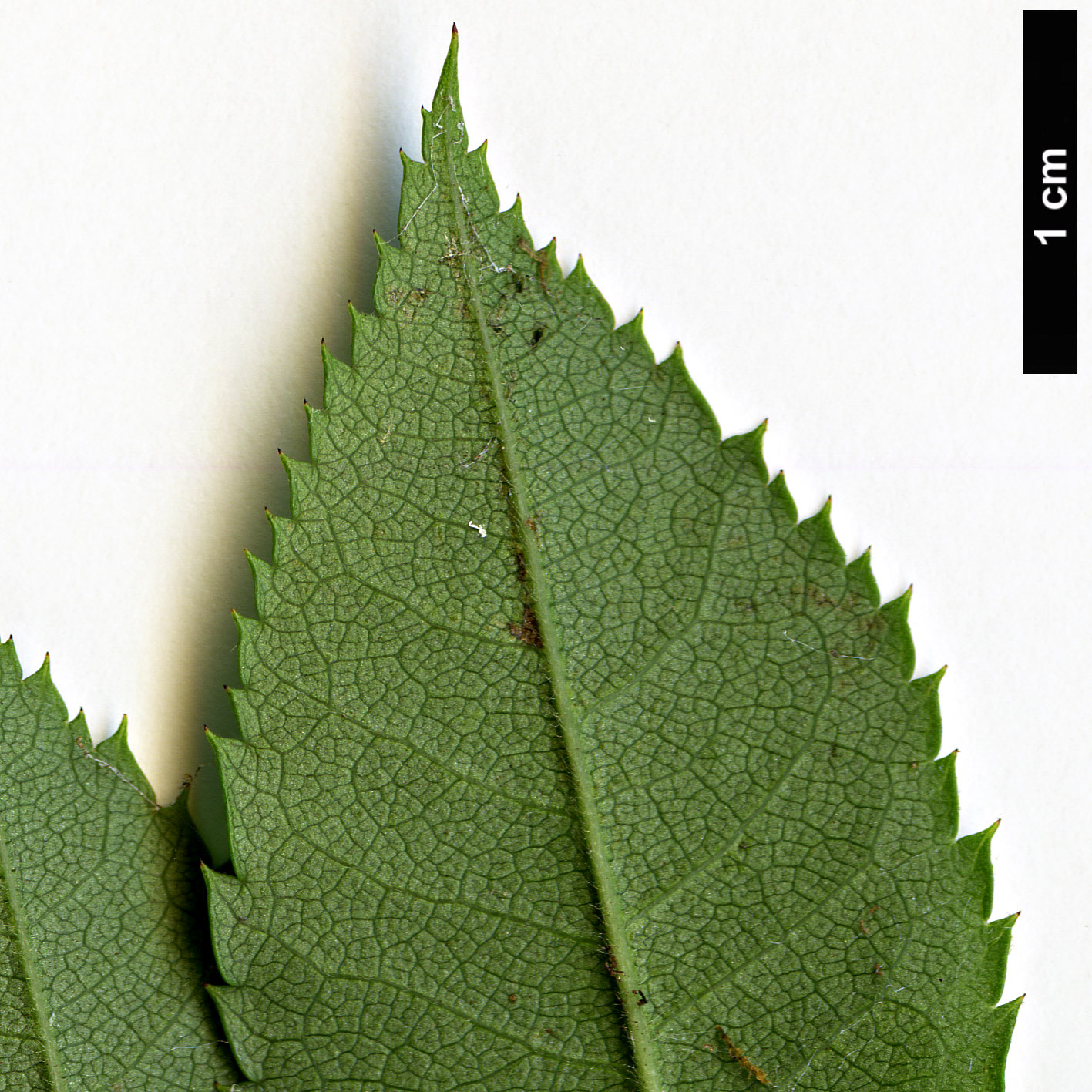 High resolution image: Family: Rosaceae - Genus: Rosa - Taxon: stylosa High resolution image: Family: Rosaceae - Genus: Rosa - Taxon: stylosa