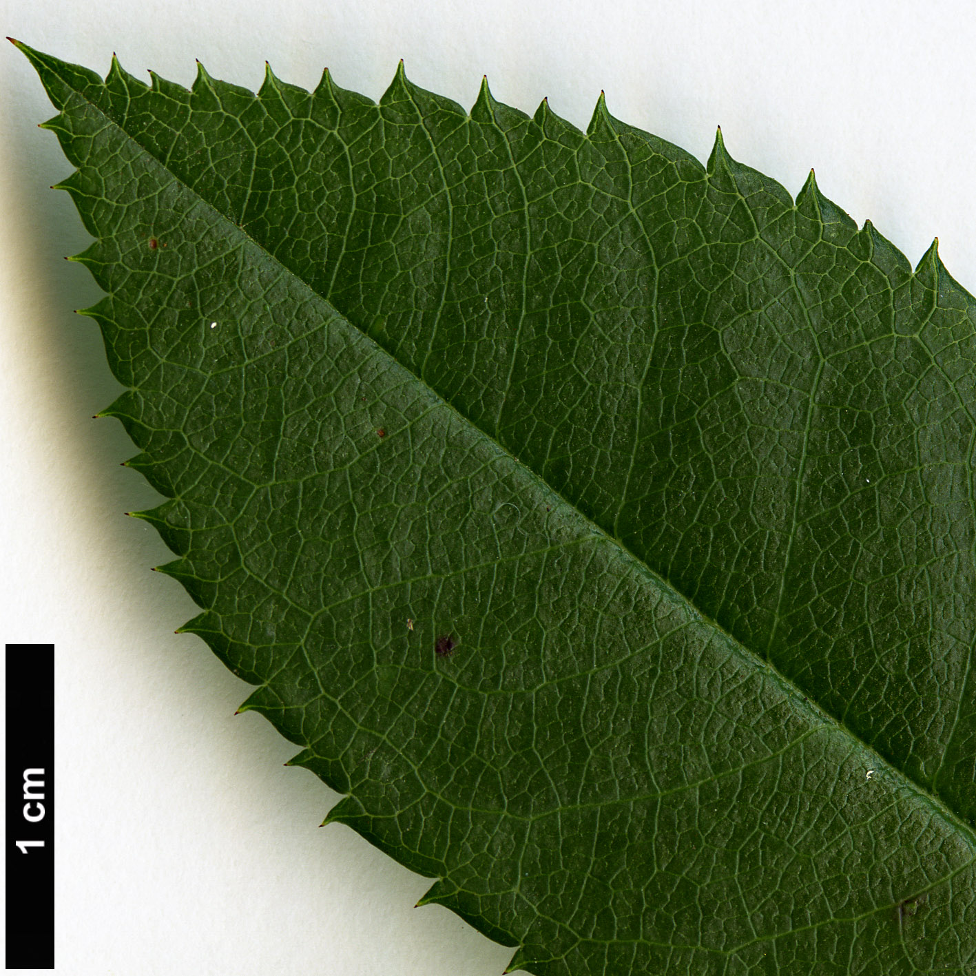 High resolution image: Family: Rosaceae - Genus: Rosa - Taxon: stylosa High resolution image: Family: Rosaceae - Genus: Rosa - Taxon: stylosa