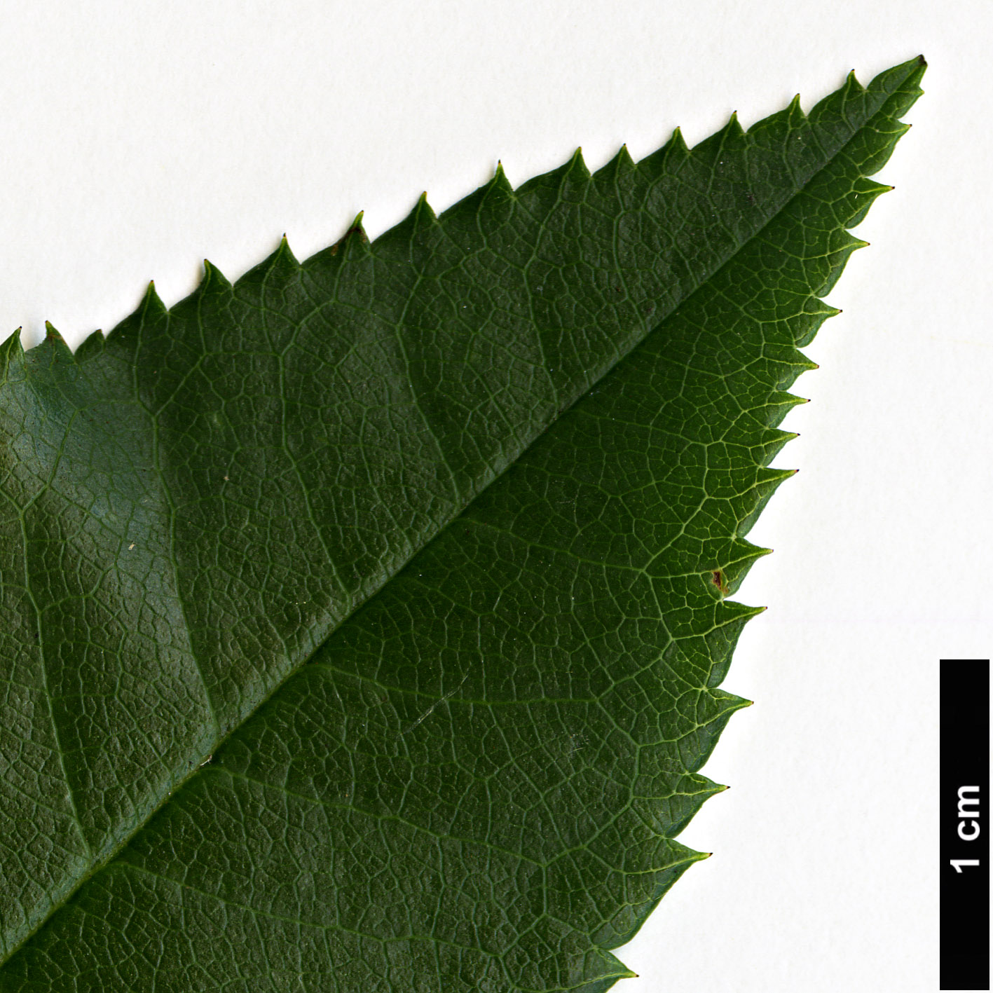 High resolution image: Family: Rosaceae - Genus: Rosa - Taxon: stylosa High resolution image: Family: Rosaceae - Genus: Rosa - Taxon: stylosa