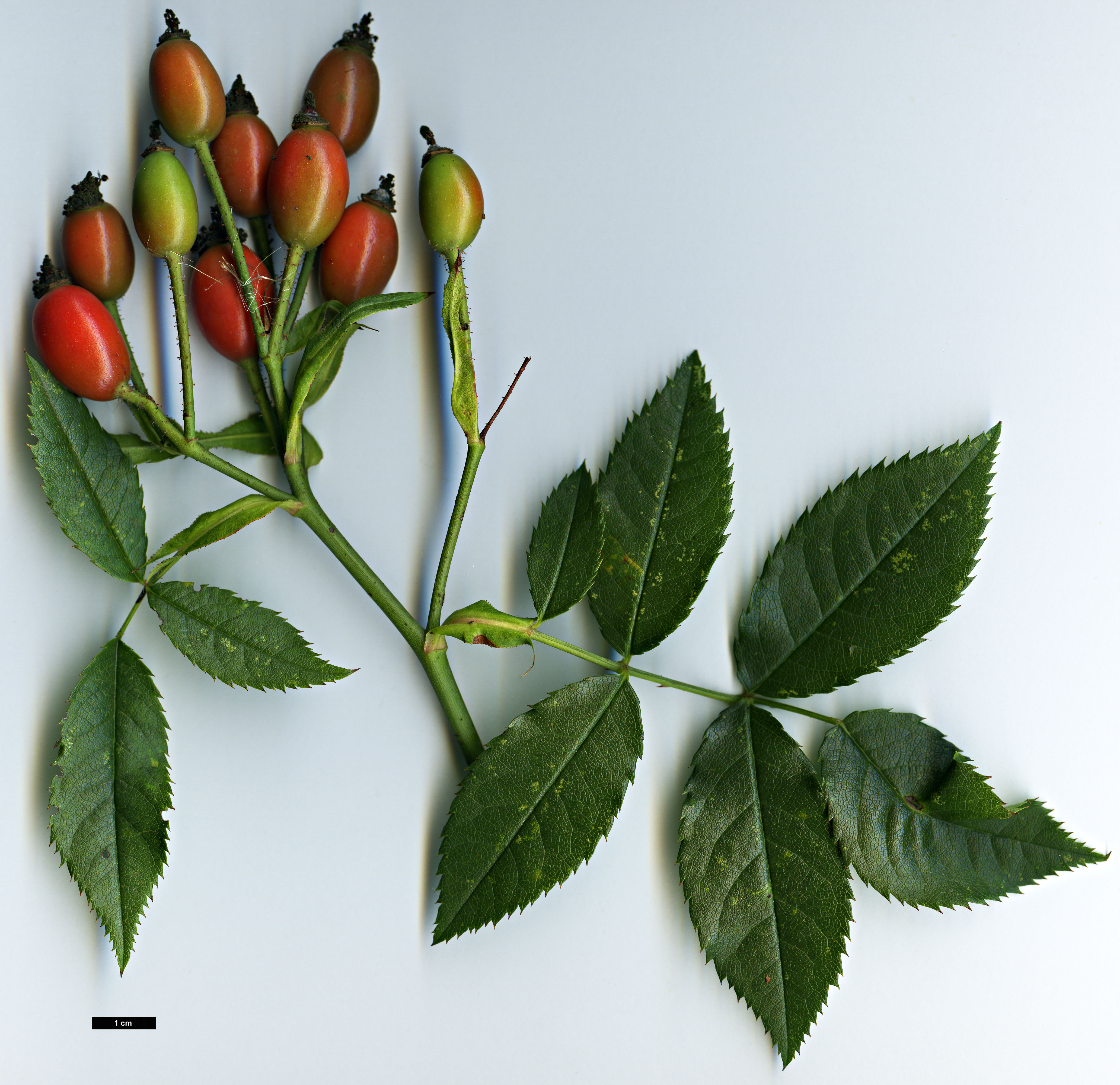 High resolution image: Family: Rosaceae - Genus: Rosa - Taxon: stylosa High resolution image: Family: Rosaceae - Genus: Rosa - Taxon: stylosa