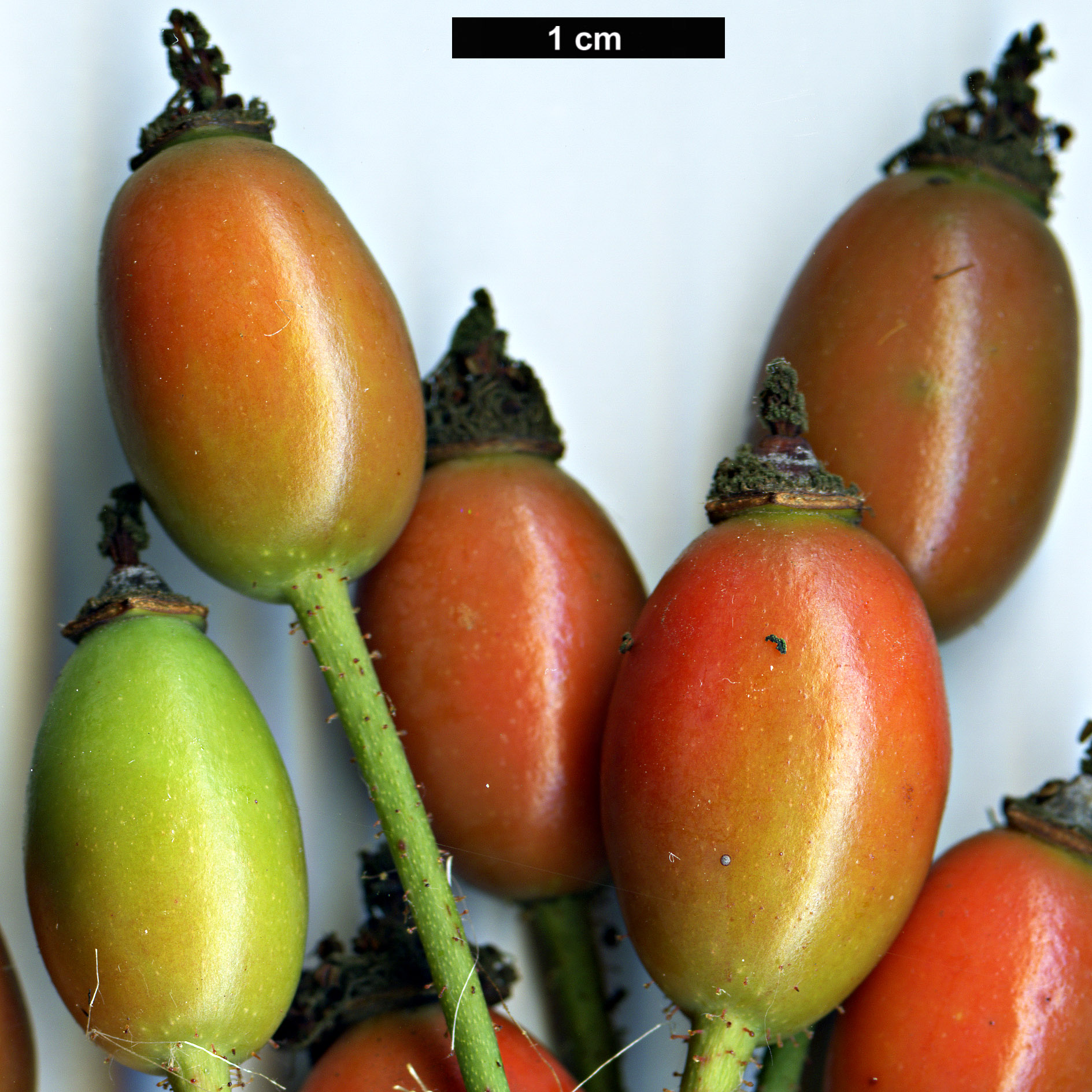 High resolution image: Family: Rosaceae - Genus: Rosa - Taxon: stylosa High resolution image: Family: Rosaceae - Genus: Rosa - Taxon: stylosa