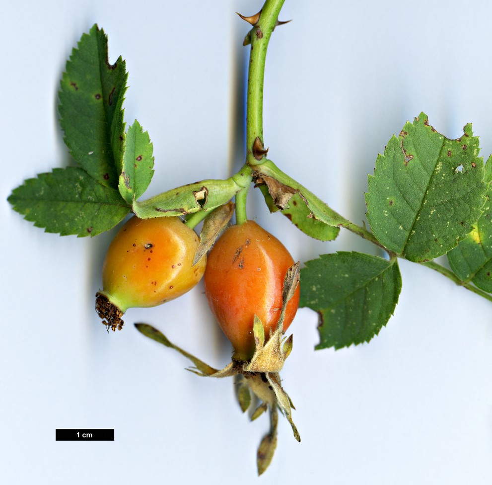 High resolution image: Family: Rosaceae - Genus: Rosa - Taxon: subcollina