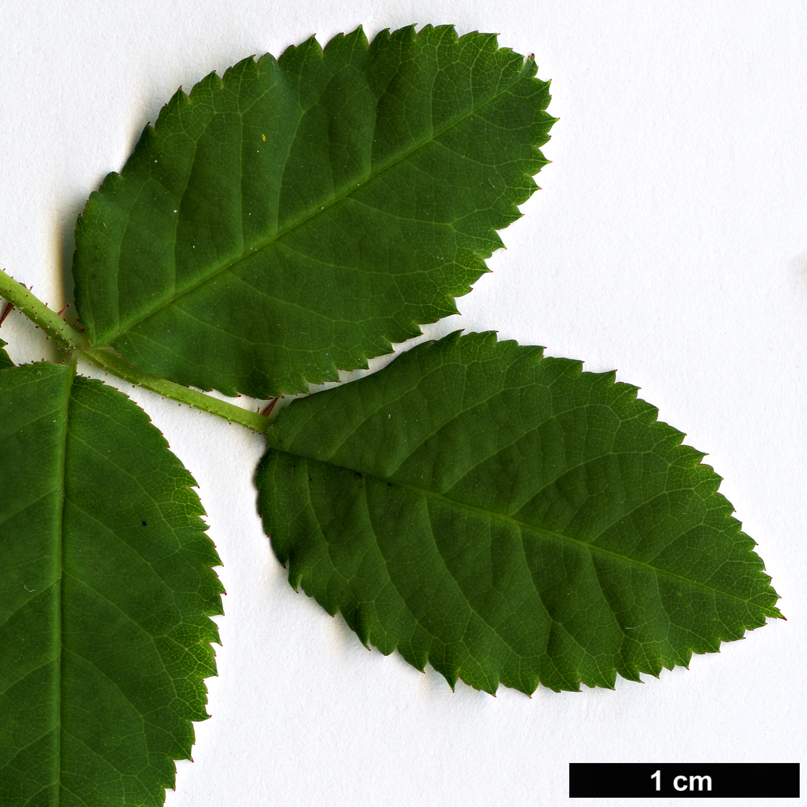 High resolution image: Family: Rosaceae - Genus: Rosa - Taxon: sweginzowii