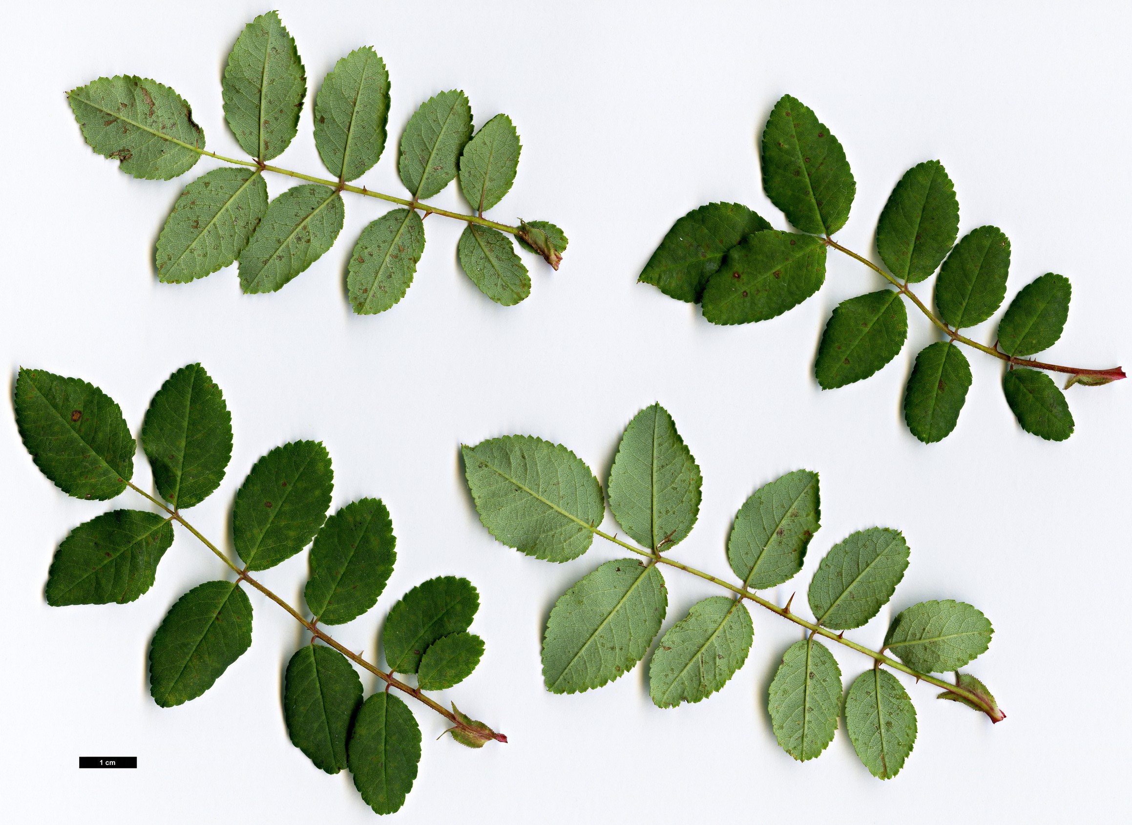 High resolution image: Family: Rosaceae - Genus: Rosa - Taxon: sweginzowii