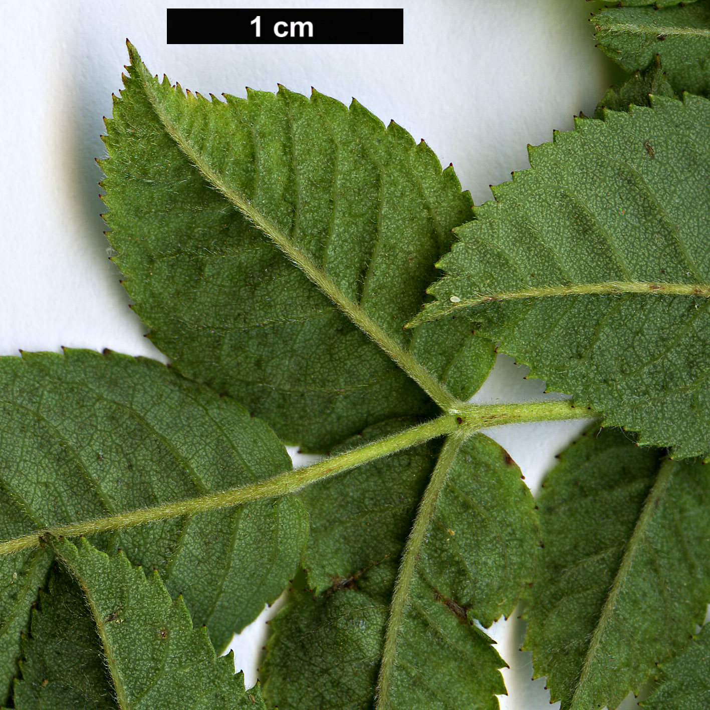 High resolution image: Family: Rosaceae - Genus: Rosa - Taxon: zalana