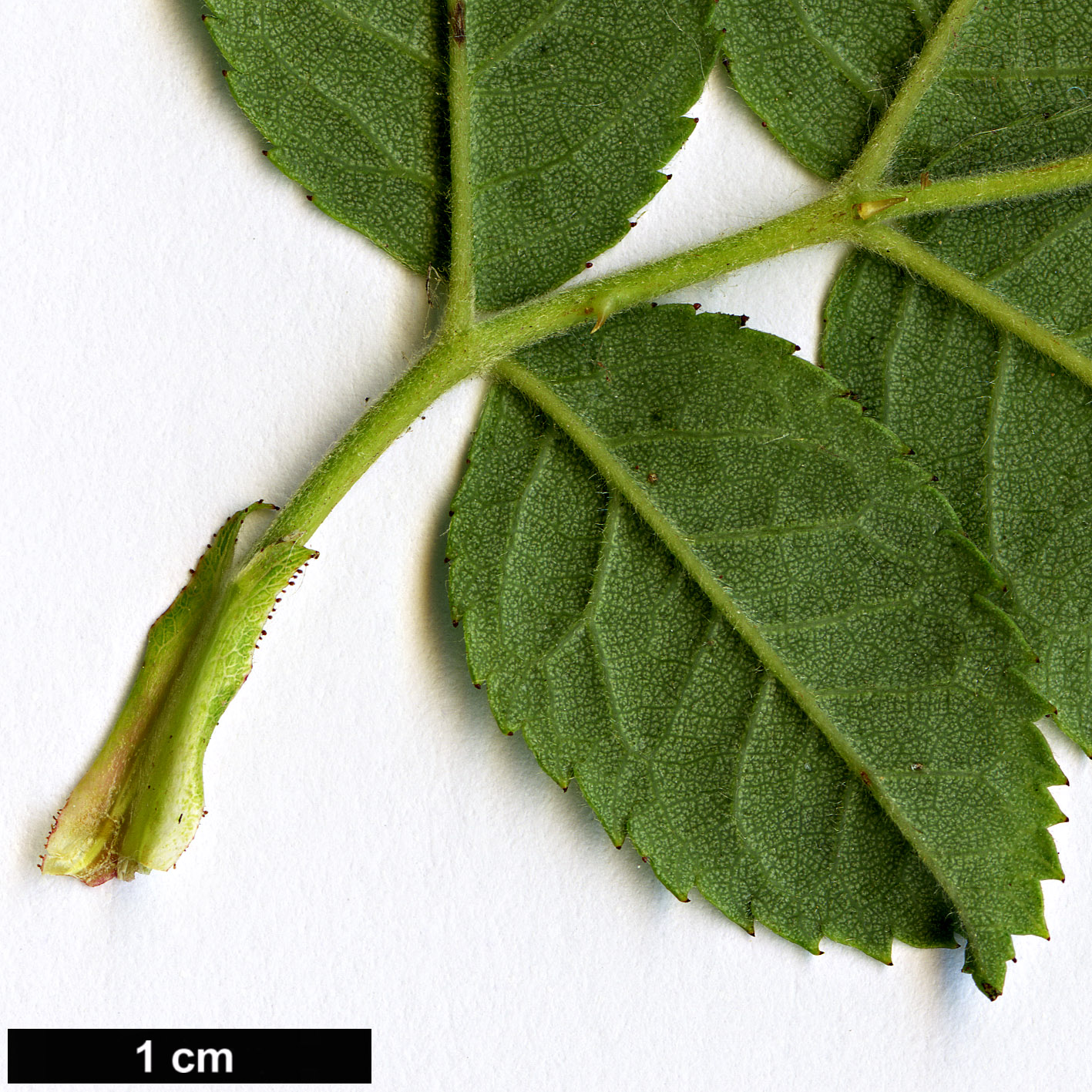 High resolution image: Family: Rosaceae - Genus: Rosa - Taxon: zalana